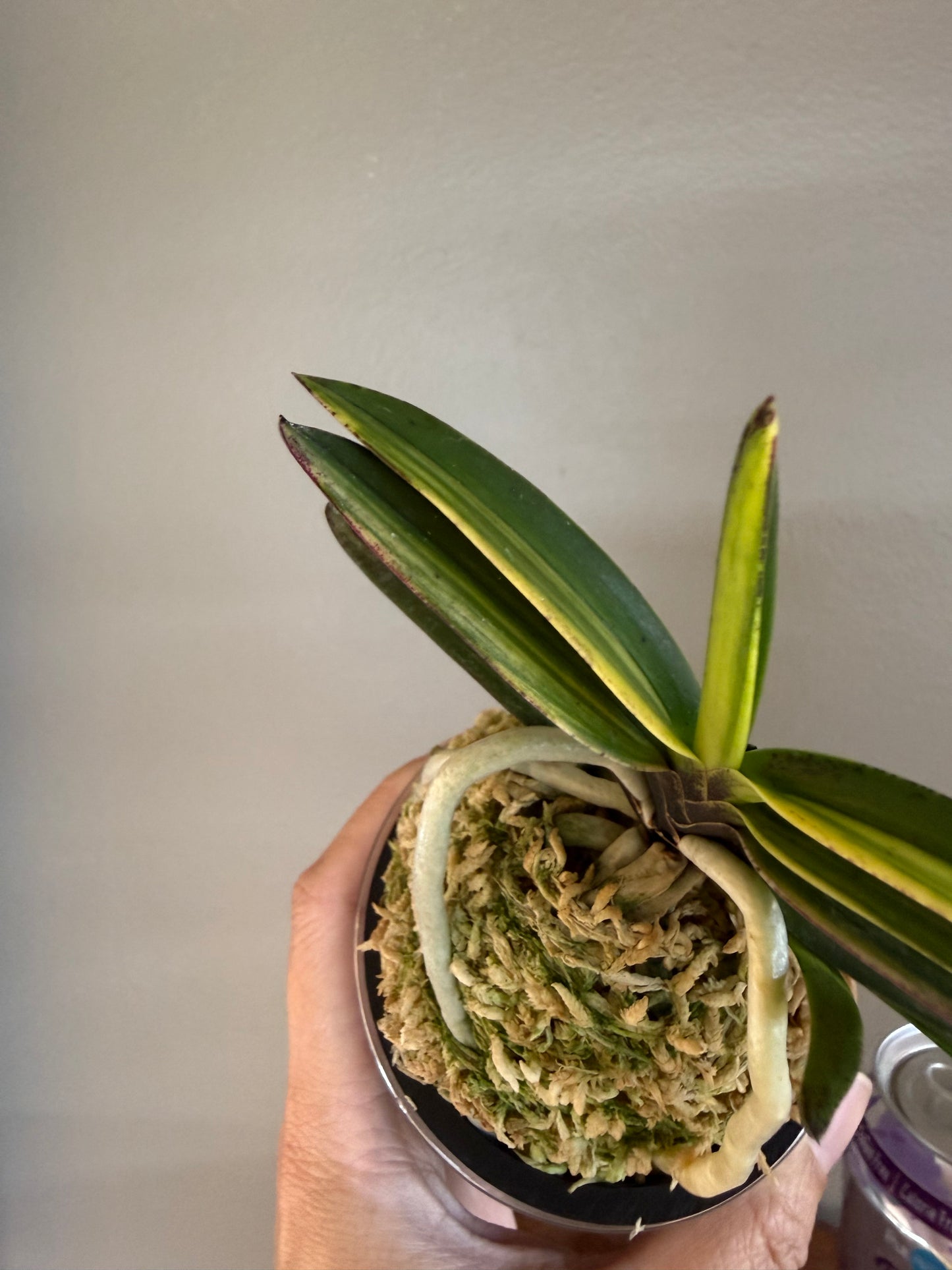 Neofinetia falcata Cheonjiyeon 天池淵