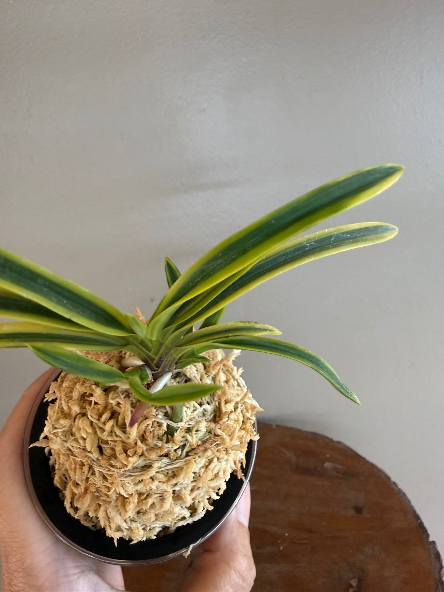 Neofinetia falcata Renjomaru 連城丸