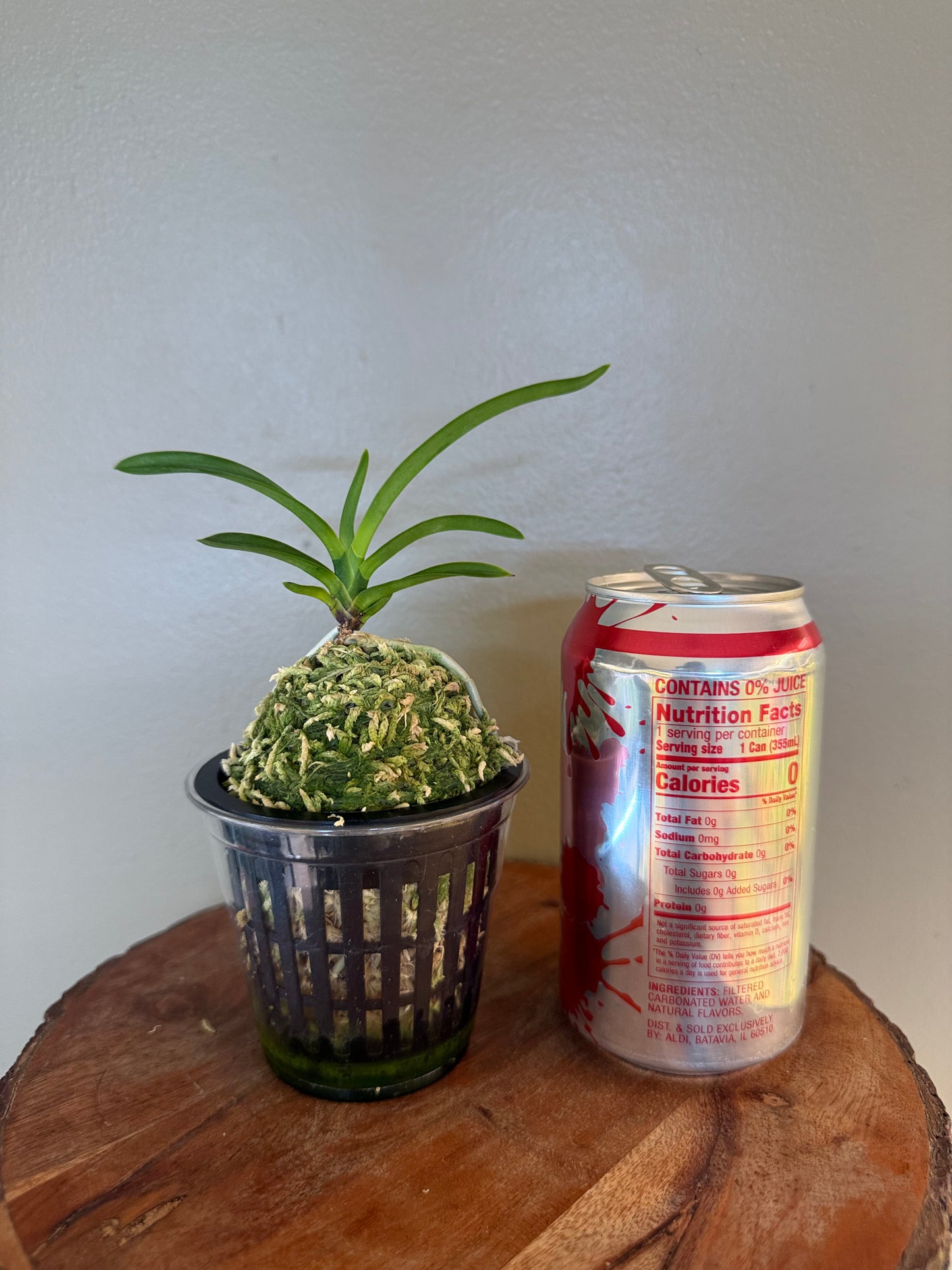Neofinetia falcata Soubiryu 双尾龍