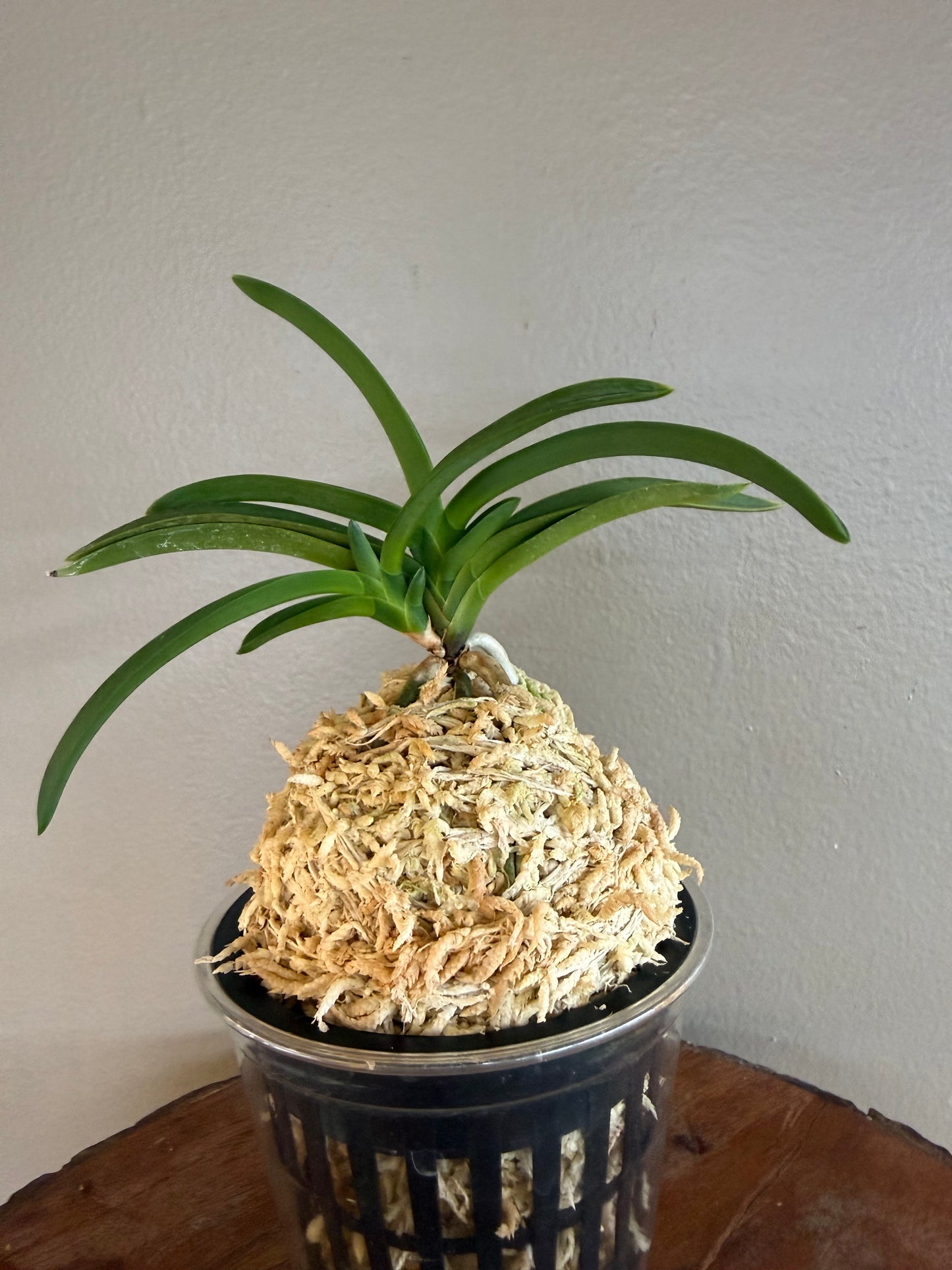 Neofinetia falcata Jangjahong 長紫紅