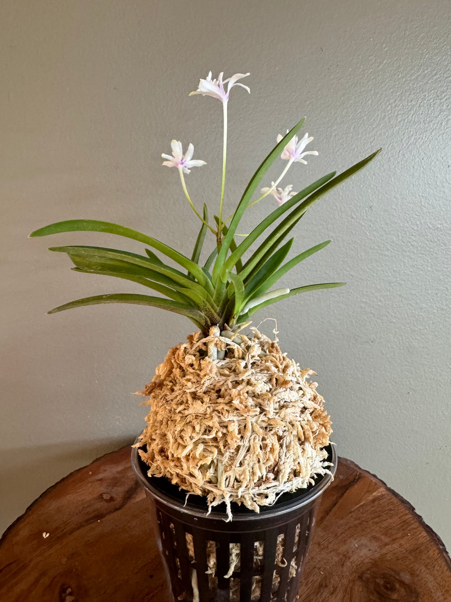 Neofinetia falcata Hanamatsuri 花祭