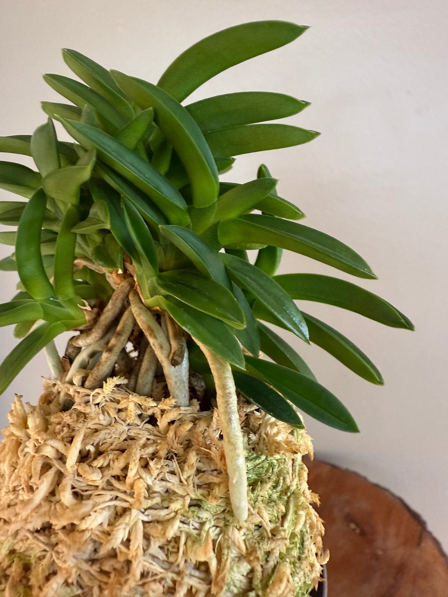 Neofinetia falcata Pungwolsan 豊月山