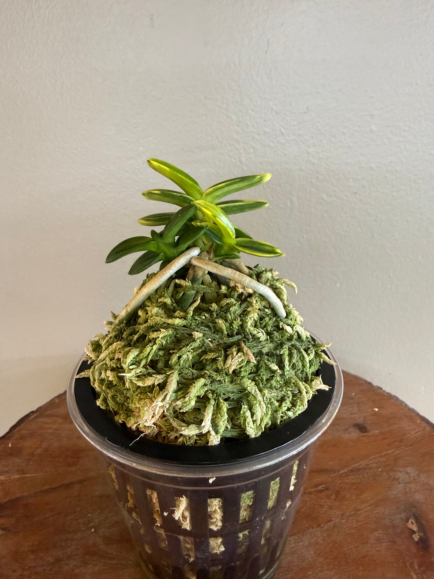 Neofinetia falcata Chwiwolho 翠月湖