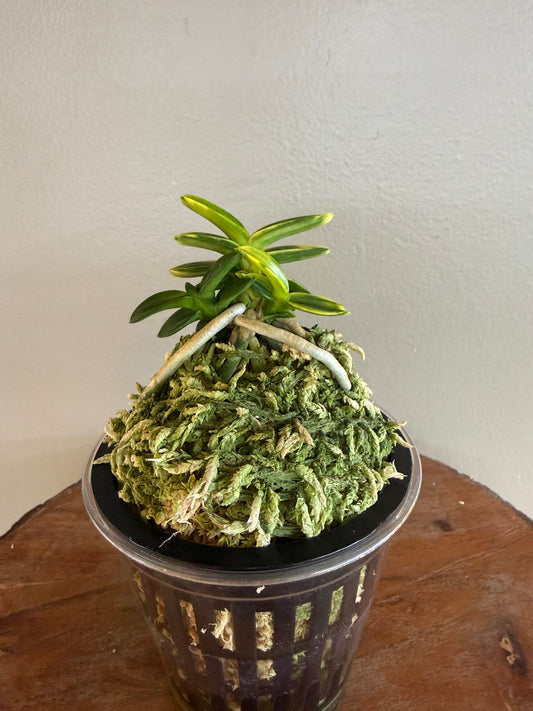 Neofinetia falcata Chwiwolho 翠月湖