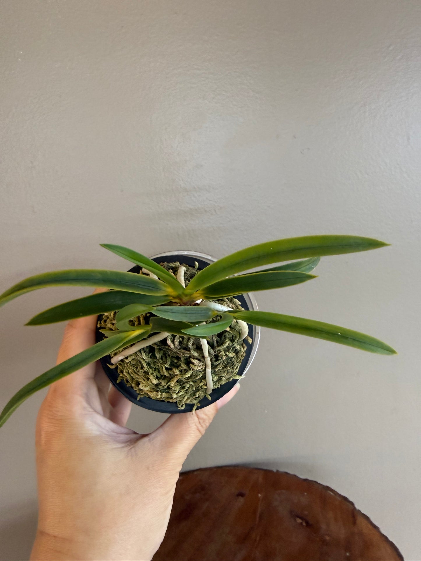 Neofinetia falcata Shingetsu 真月
