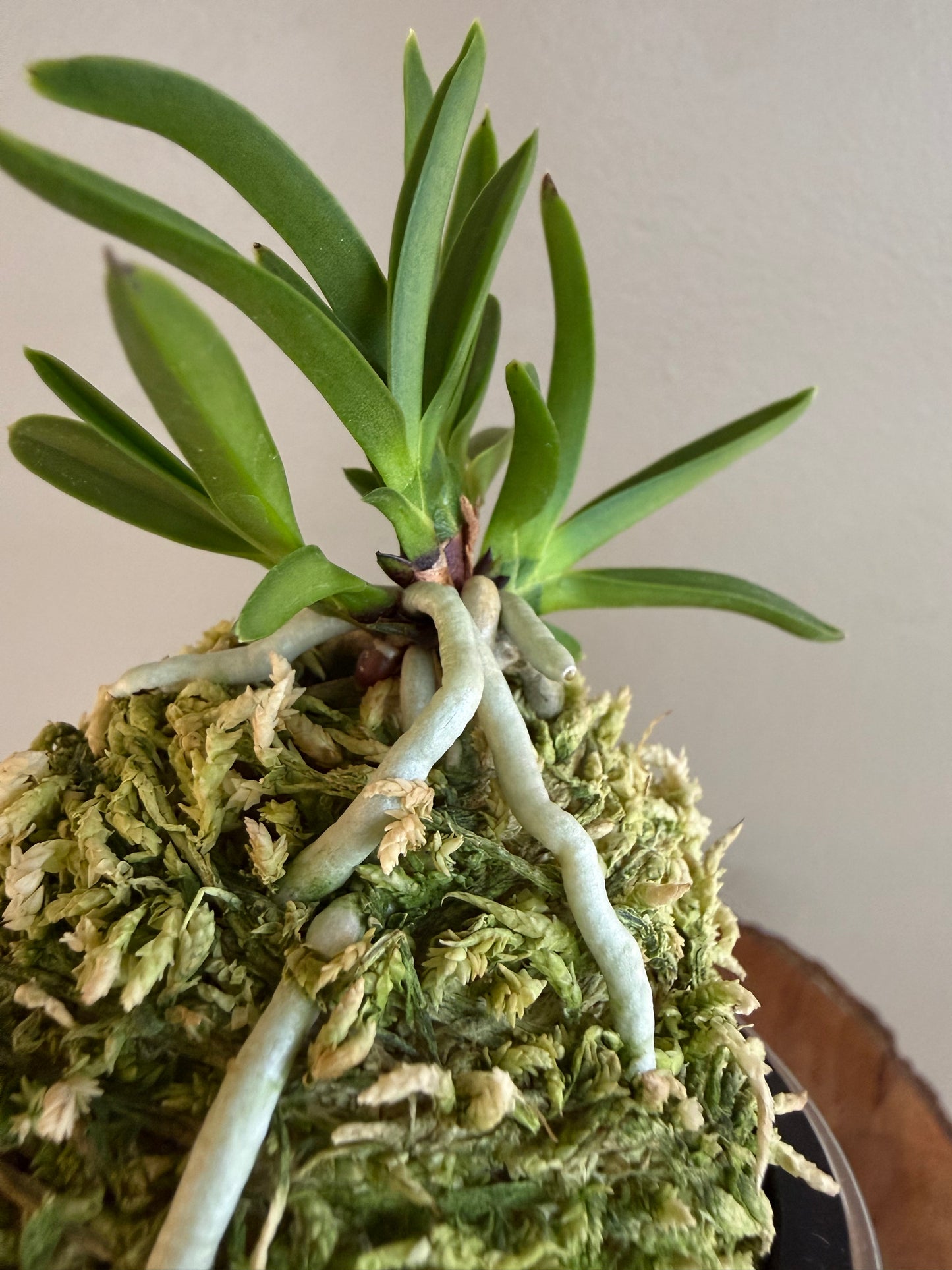 Neofinetia falcata Raizan 雷山