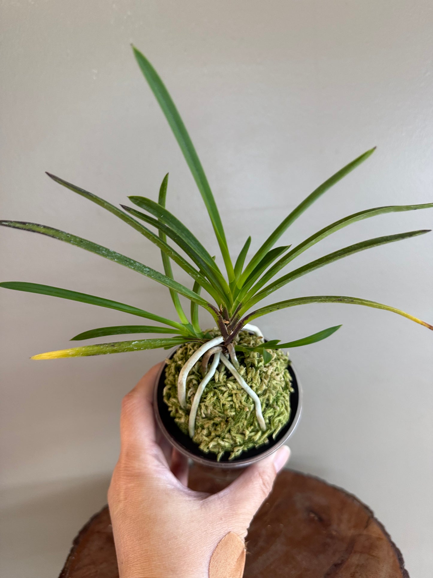 Neofinetia falcata Samjiyeon 三池淵