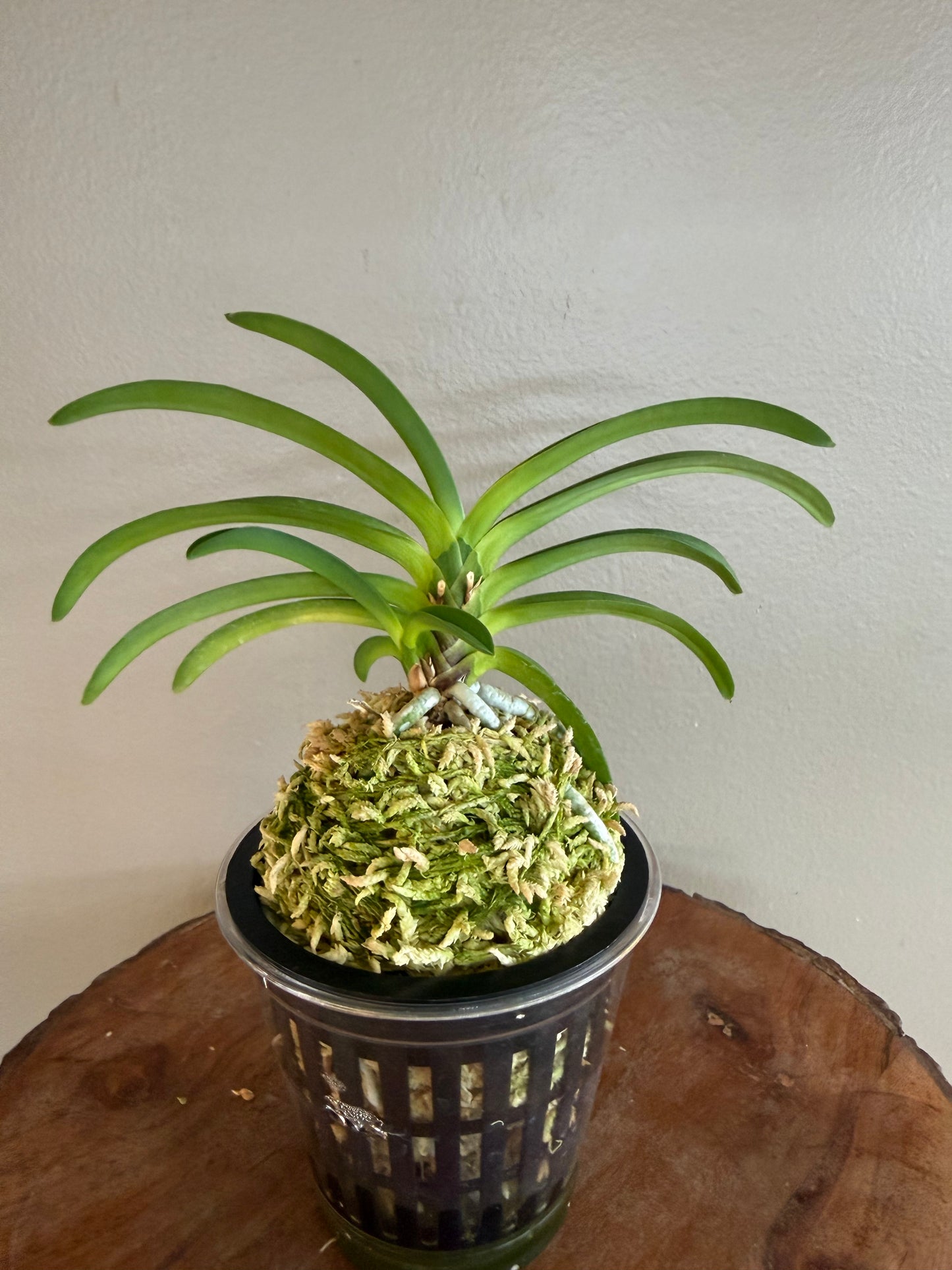 Neofinetia falcata Daehwanghae 大黃海(Onamiseikai kibana)