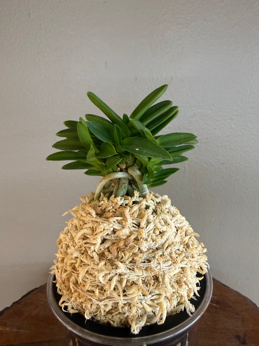 Neofinetia falcata Ryokuho 緑宝