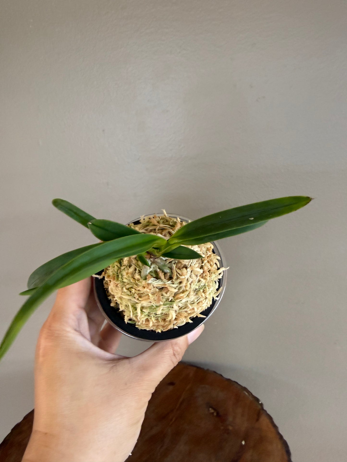 Neofinetia falcata Yamafubuki 山吹雪