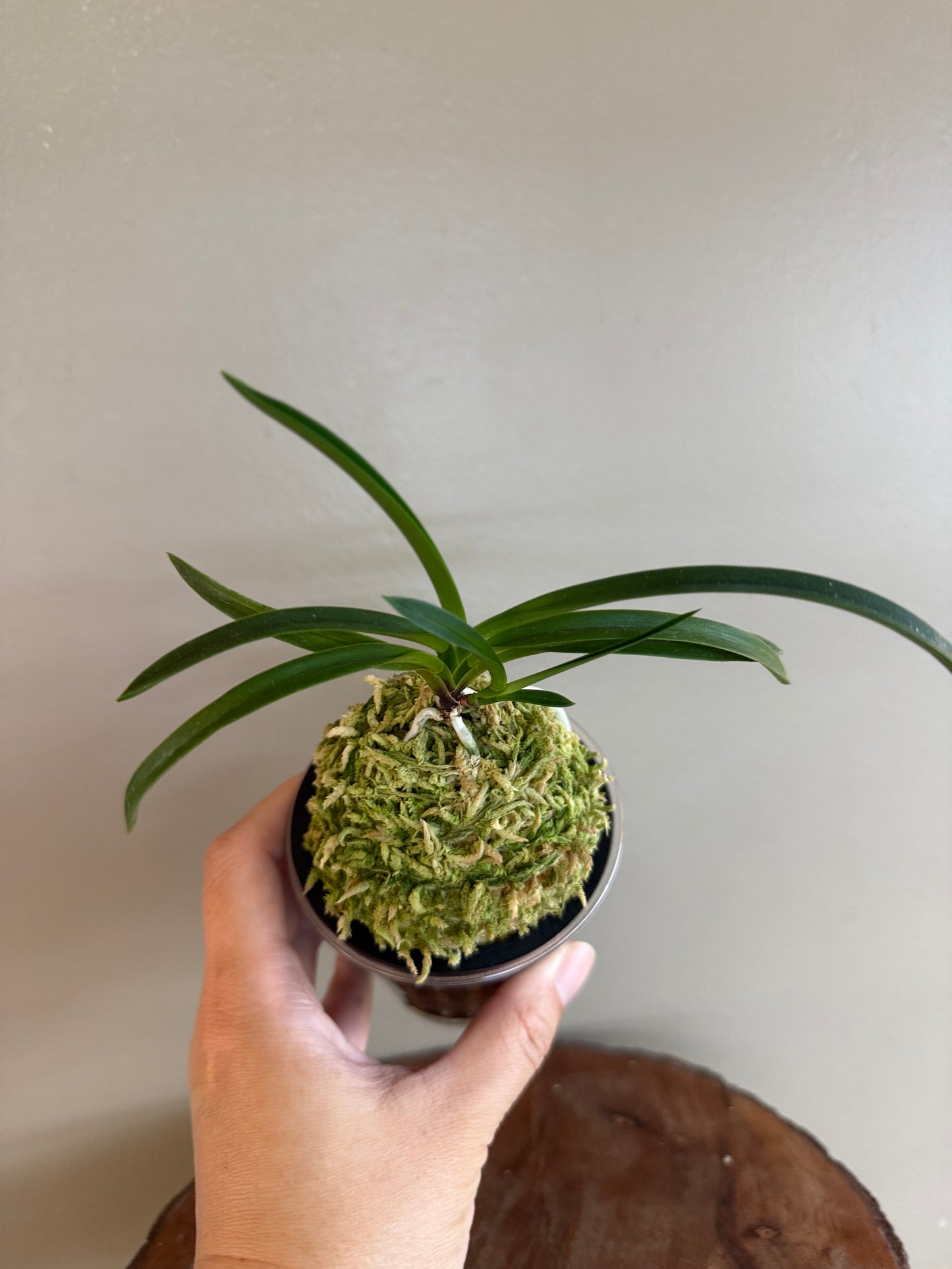 Neofinetia falcata Jangjahong 長紫紅