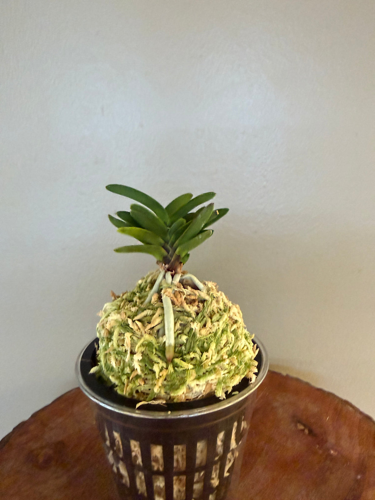 Neofinetia falcata Kobantakara 小判宝