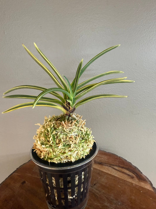 Neofinetia falcata Gojo Fukurin 御城覆輪