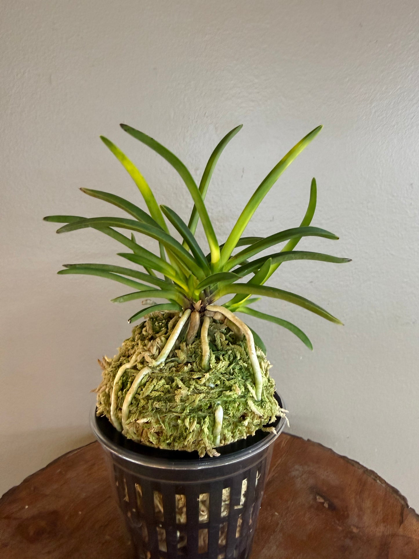 Neofinetia falcata Zuiun 瑞雲