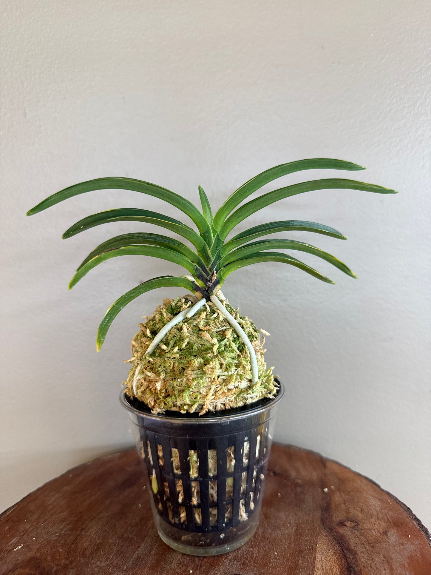 Neofinetia falcata Hanra(Harura) 漢拏
