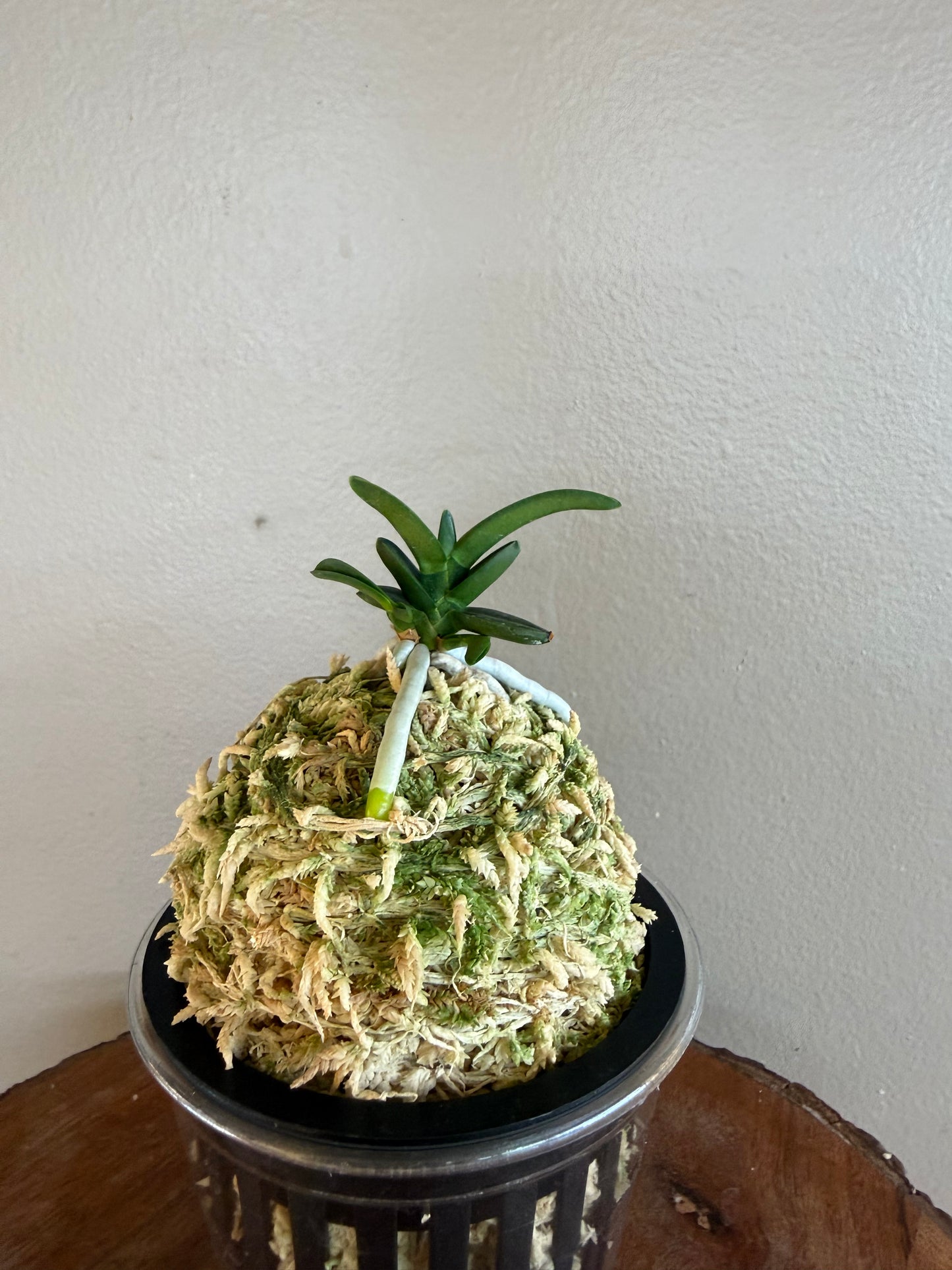 Neofinetia falcata Senzai 千載