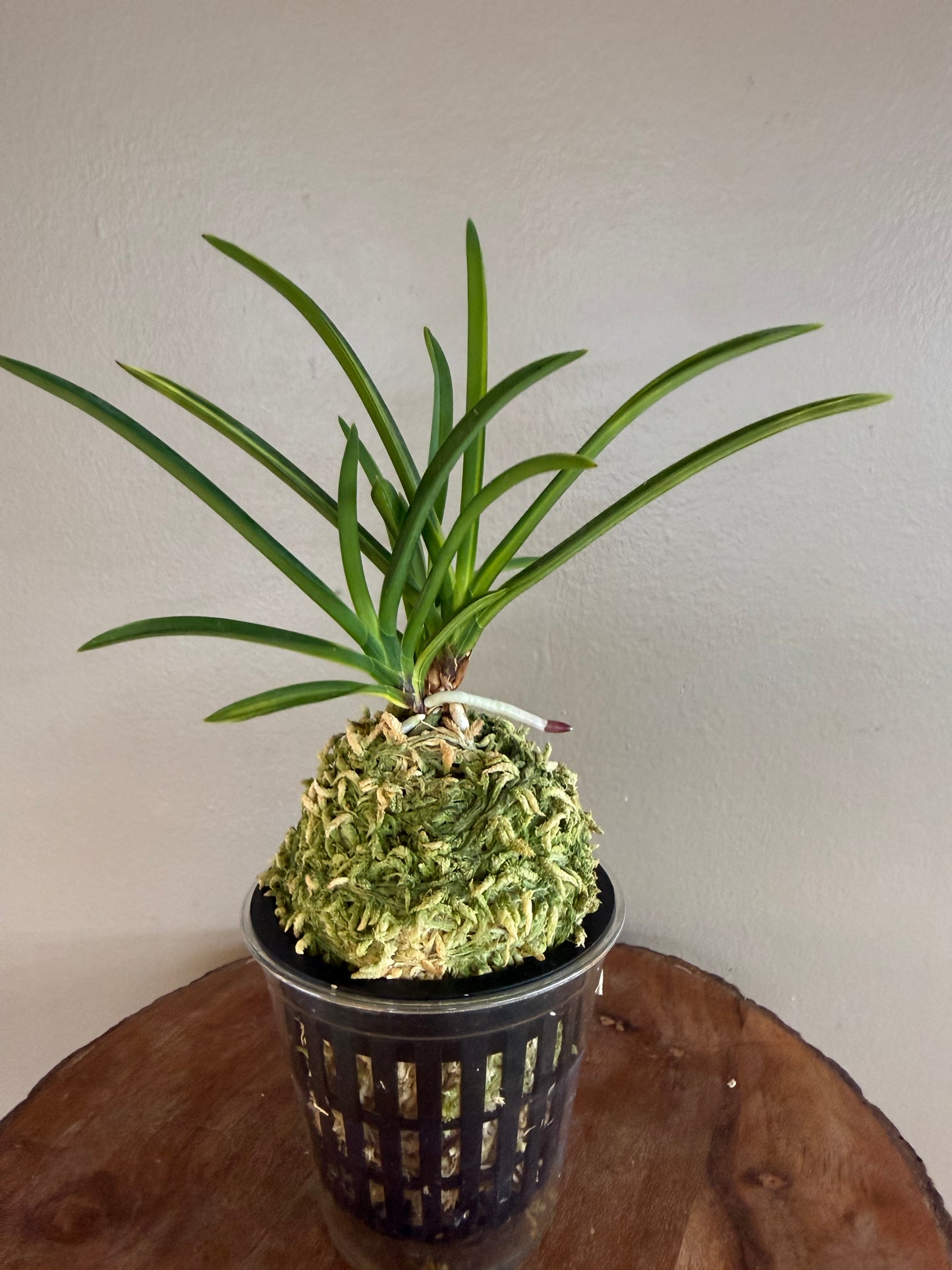 Neofinetia falcata Asahiden 朝日殿