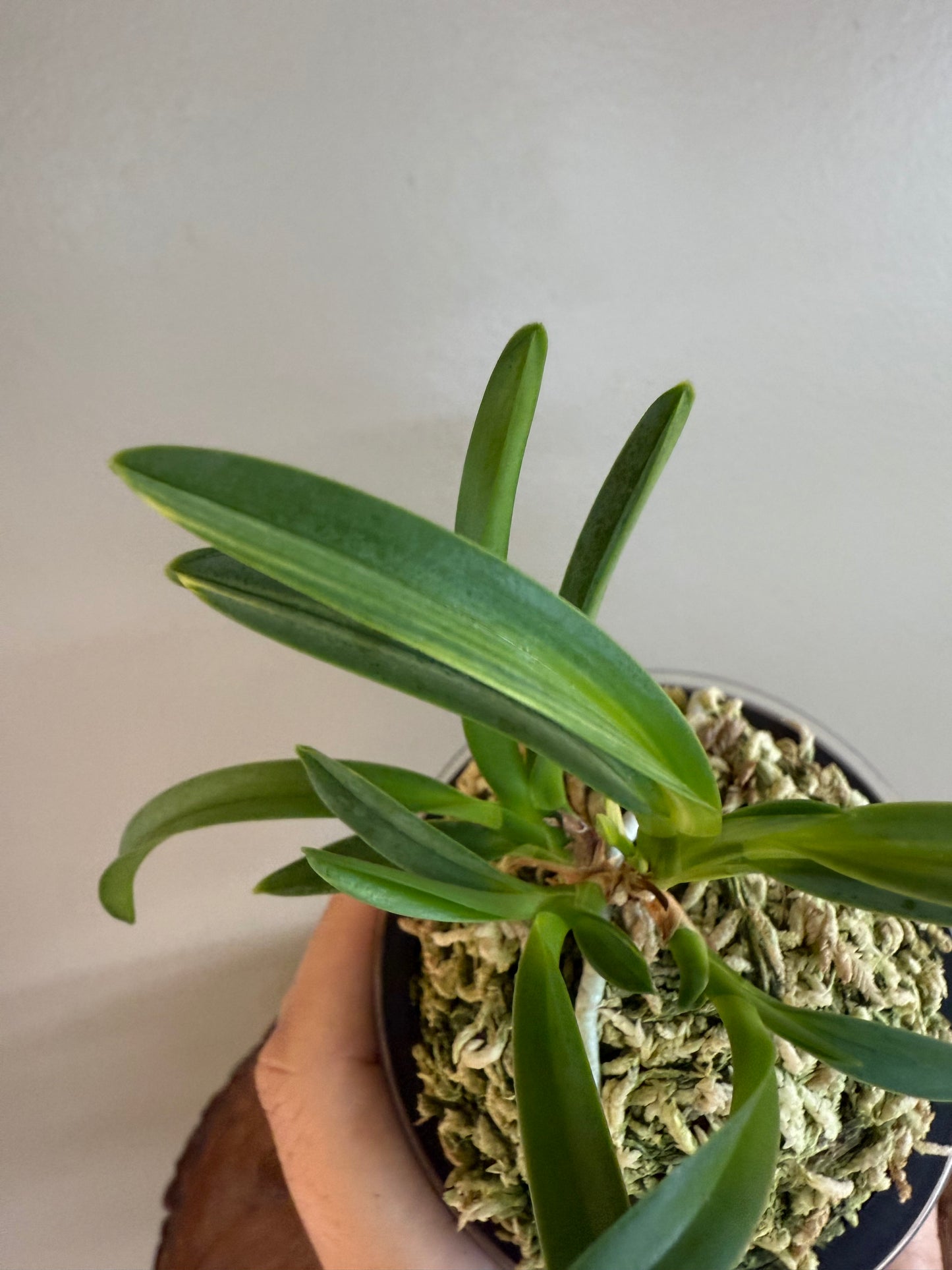Neofinetia falcata Yokihime 楊貴姫