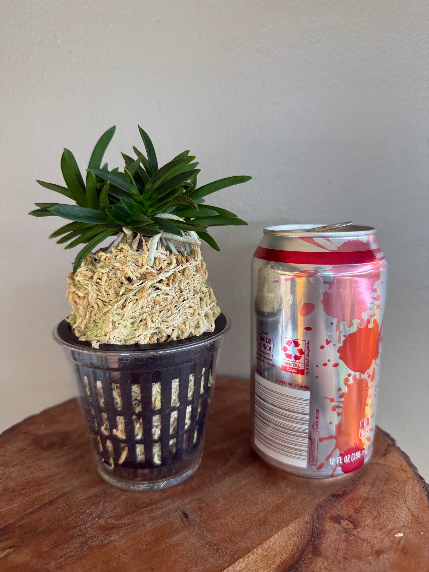 Neofinetia falcata Tamakongo 玉金剛
