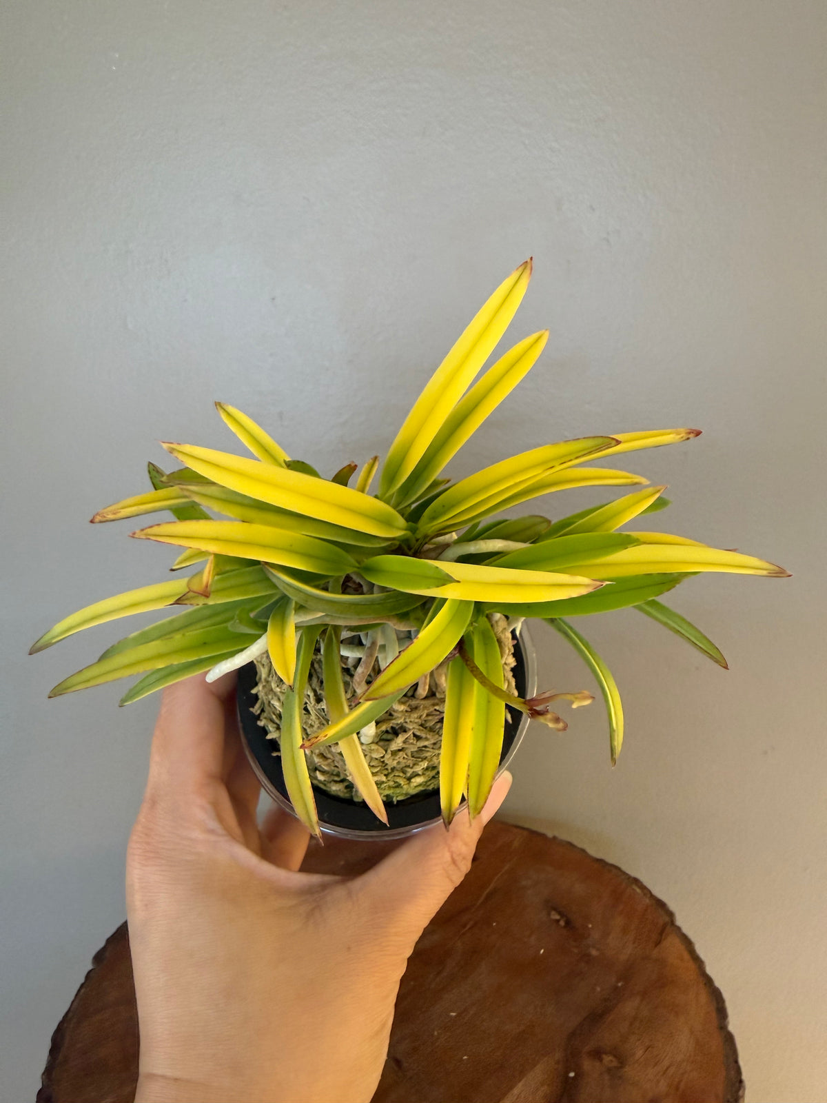 Neofinetia falcata Kinroukaku 金樓閣