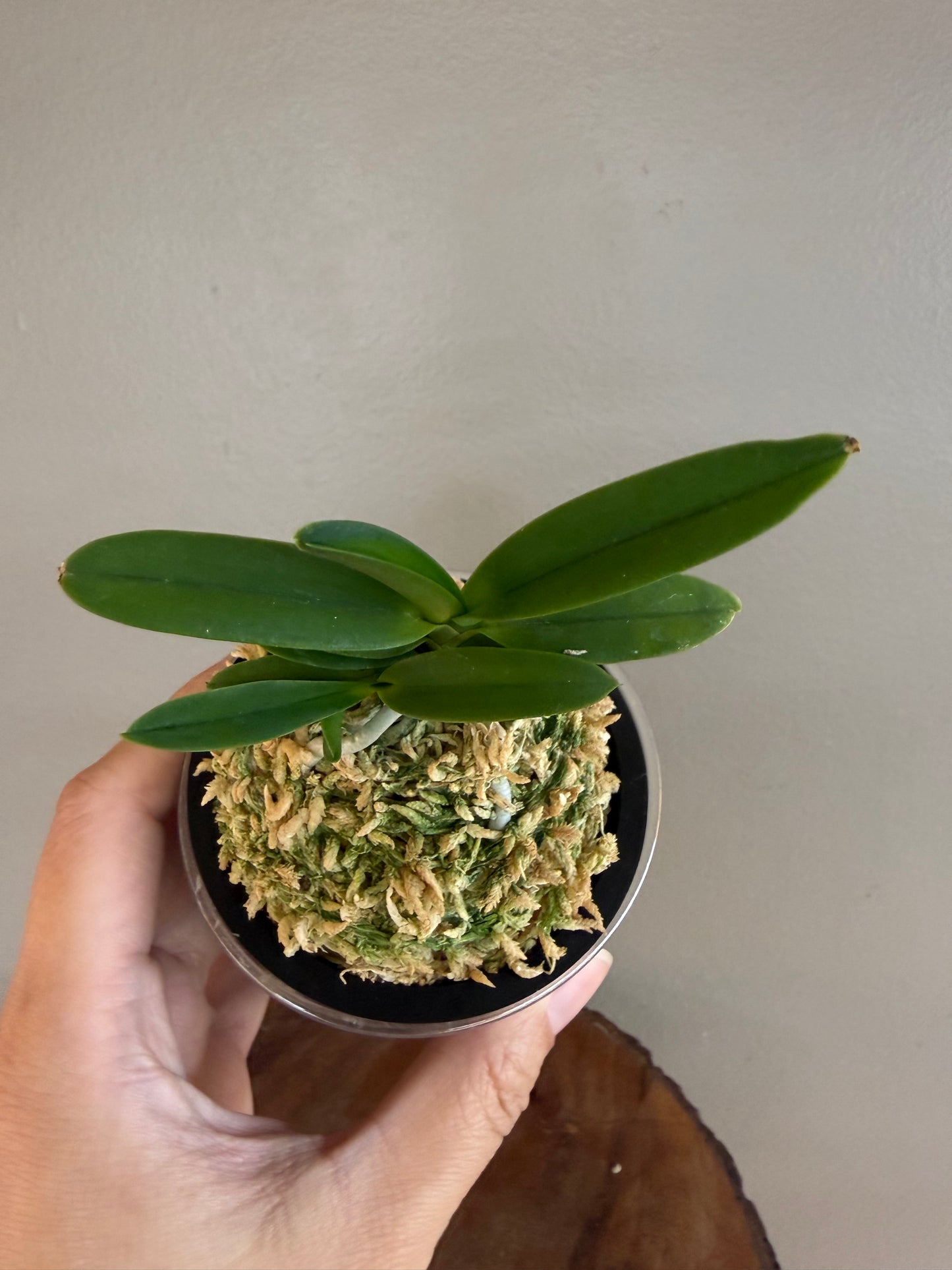 Neofinetia falcata Janggun 將軍