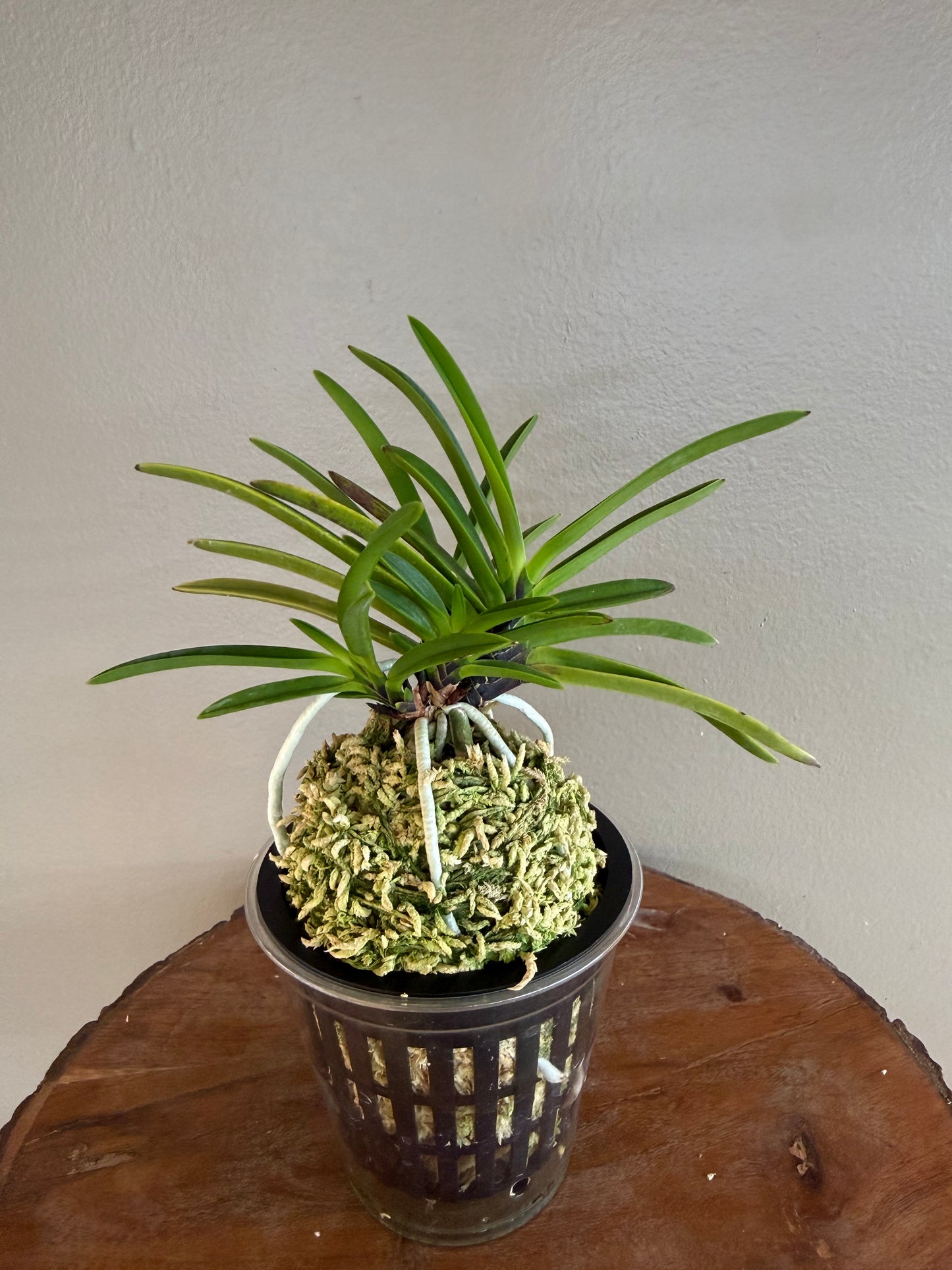 Neofinetia falcata Hanakanzashi 花簪