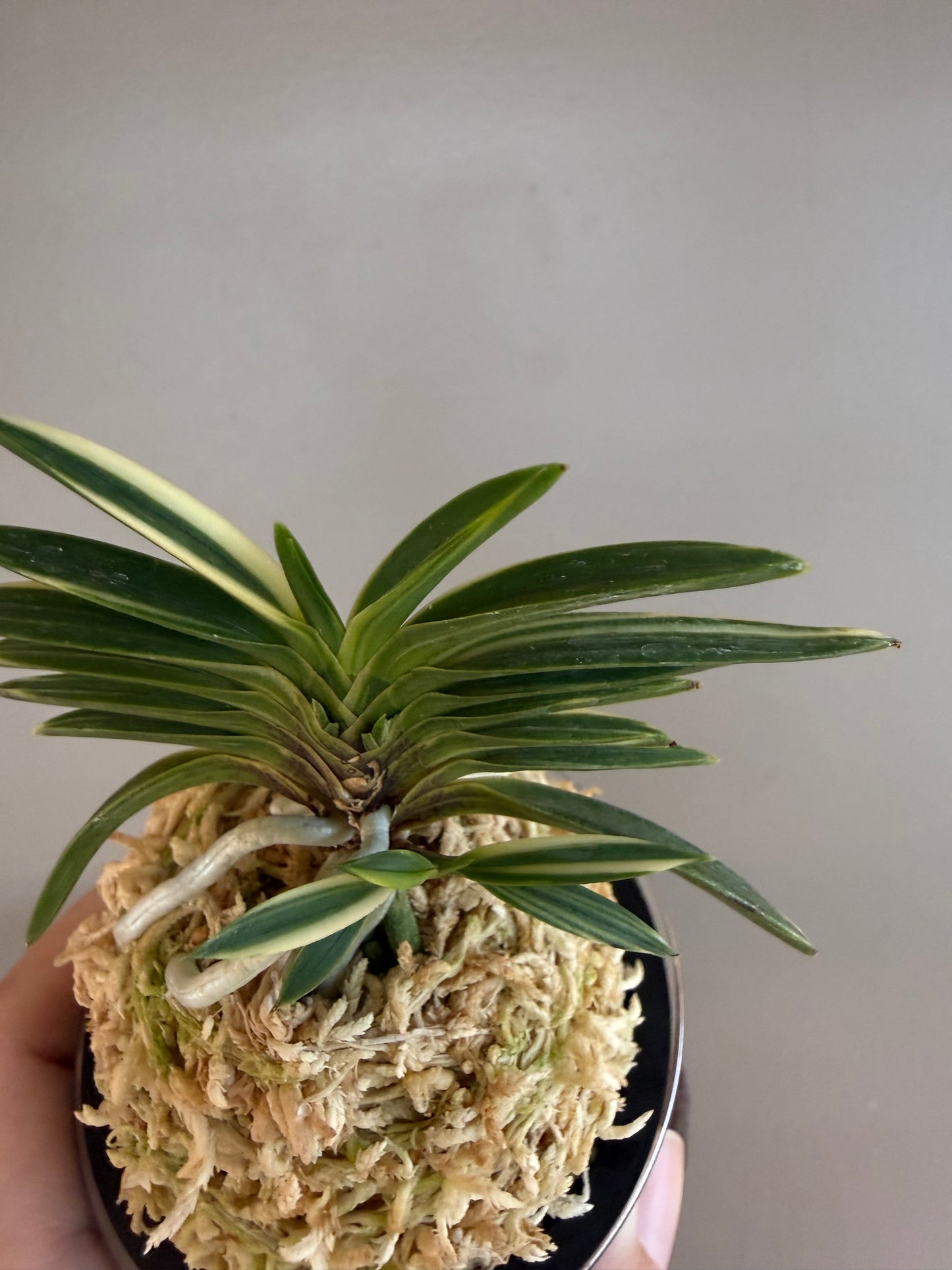 Neofinetia falcata Hakugetsu Tanba 白潔短葉（jp 白龍の舞 Hakuryu no Mai)