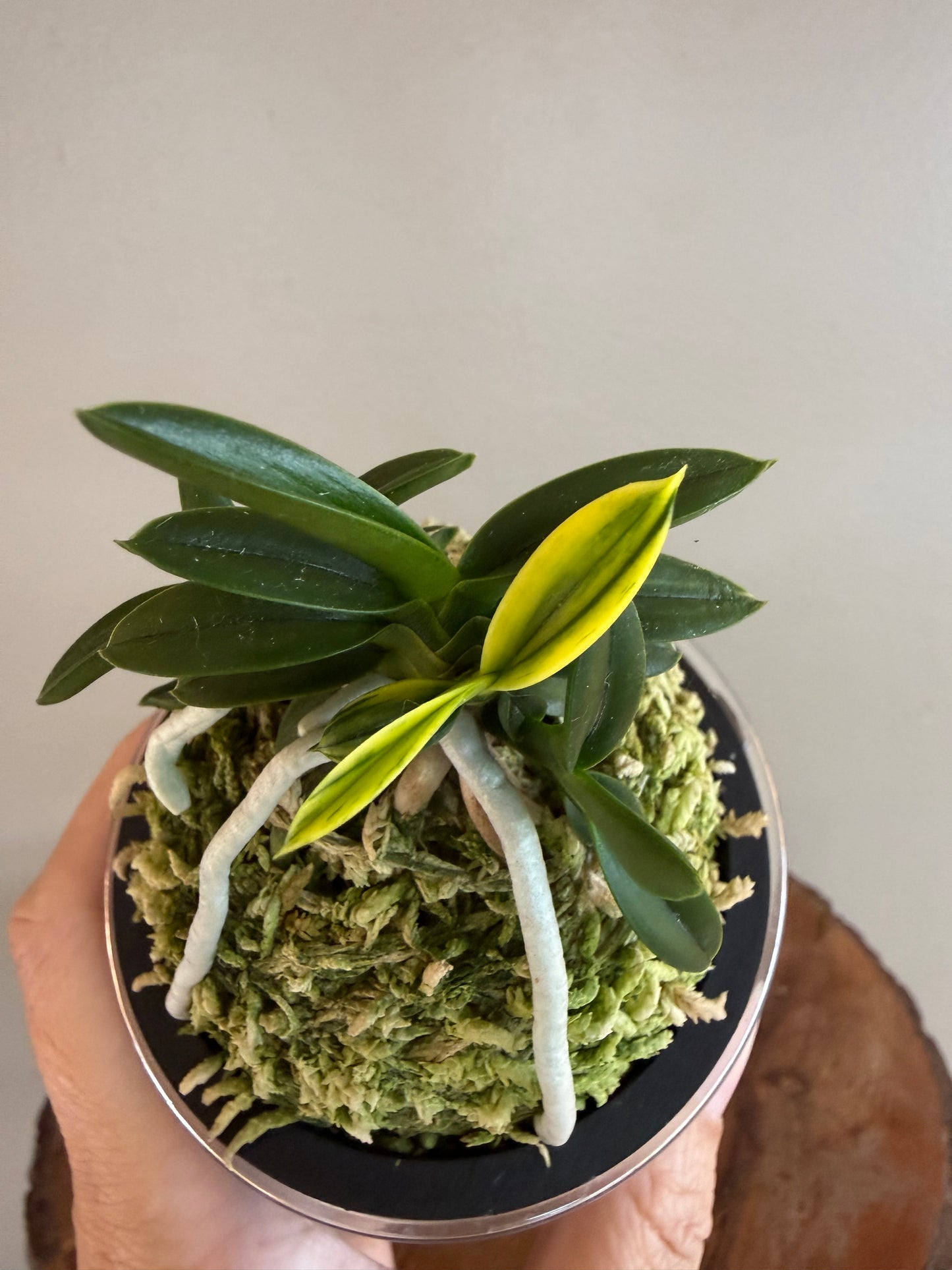 Neofinetia falcata Chwiwolho 翠月湖
