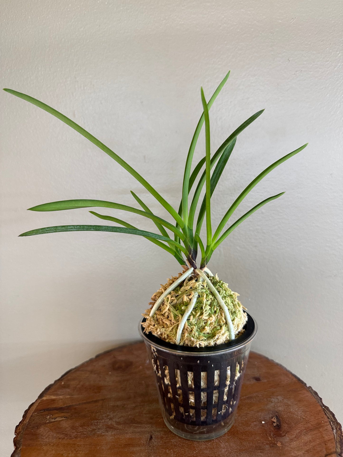 Neofinetia falcata Garyu 臥龍