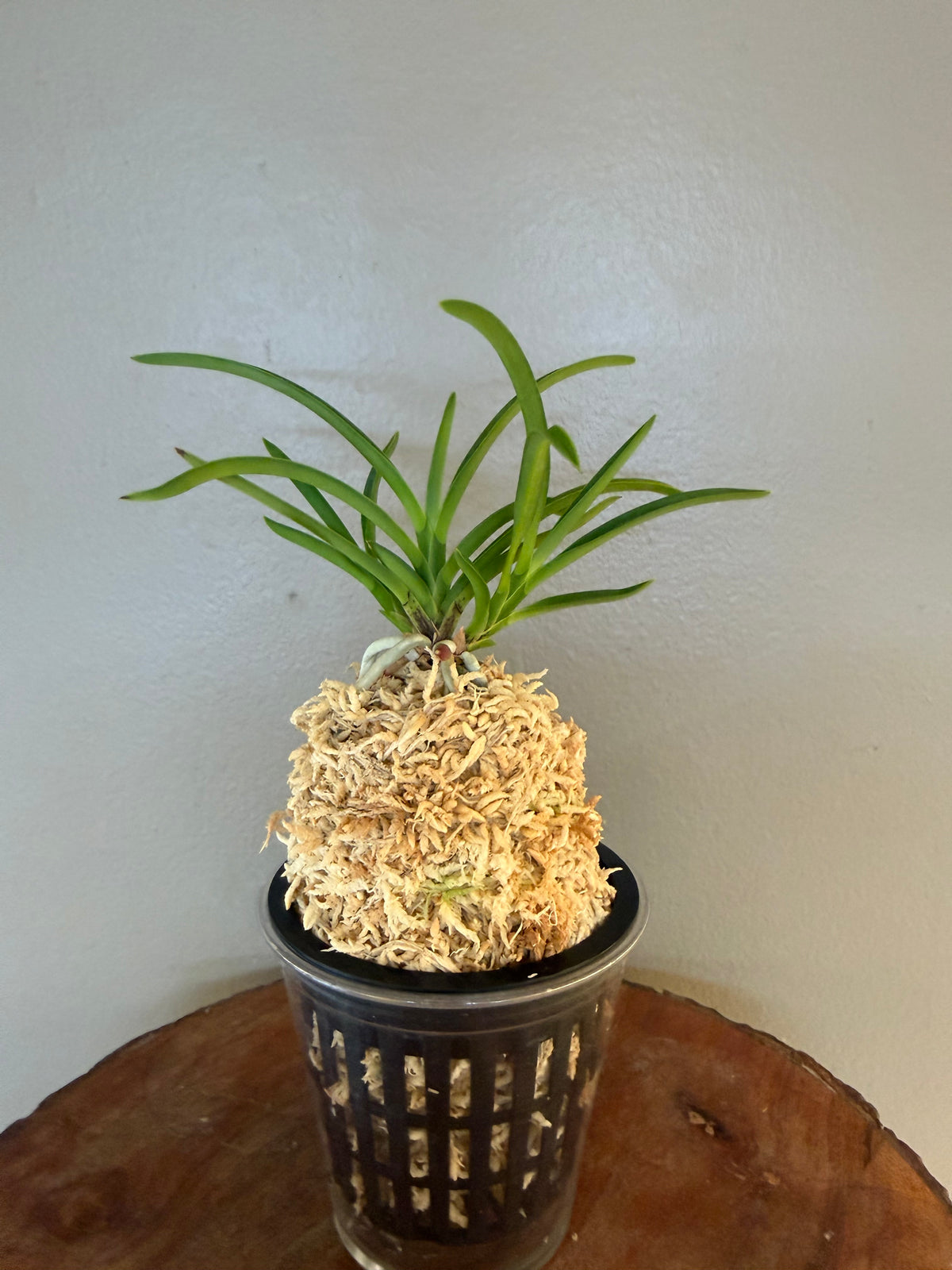 Neofinetia falcata Samwonhong 三元紅