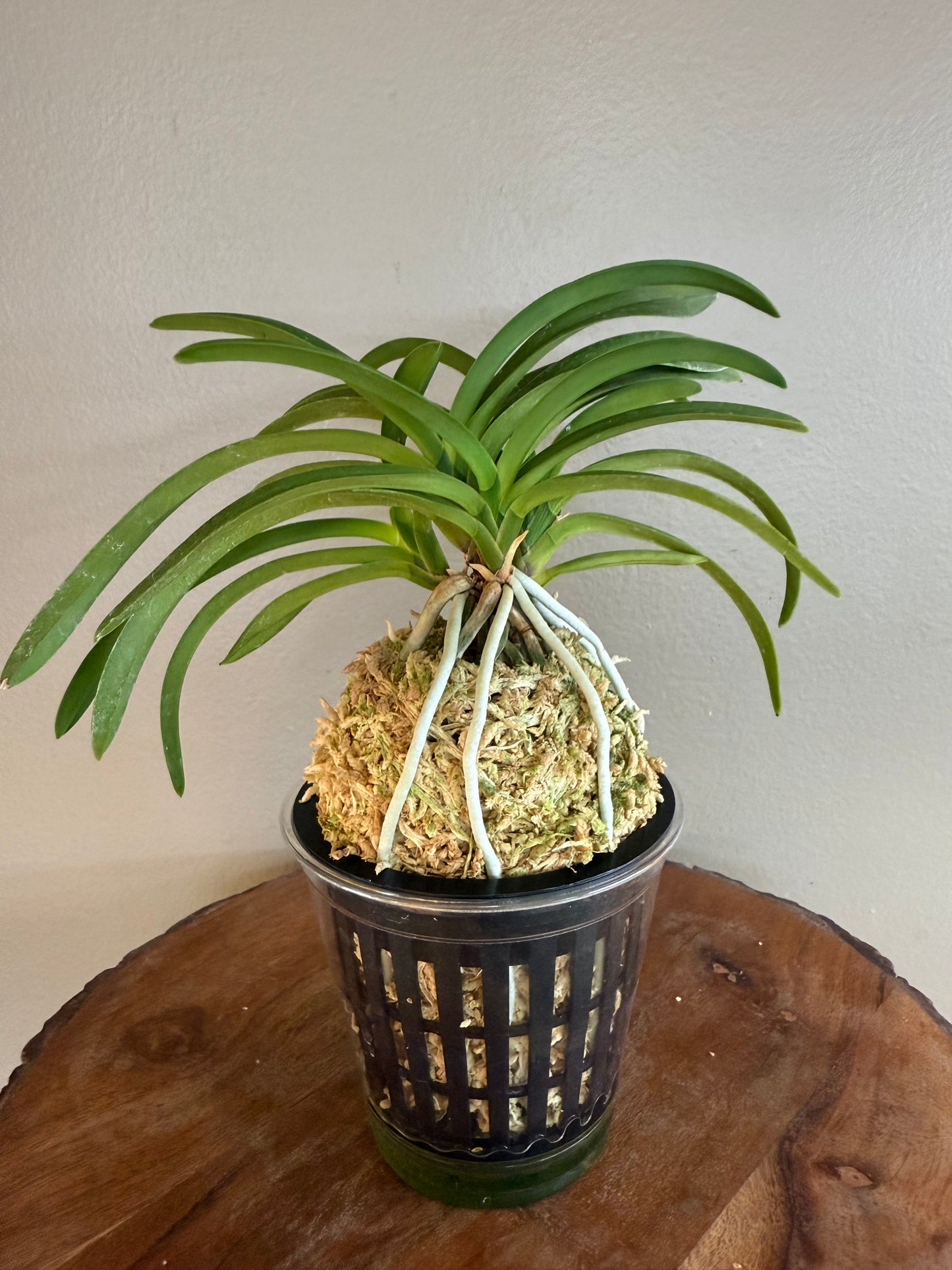 Neofinetia falcata Honggang 紅綱