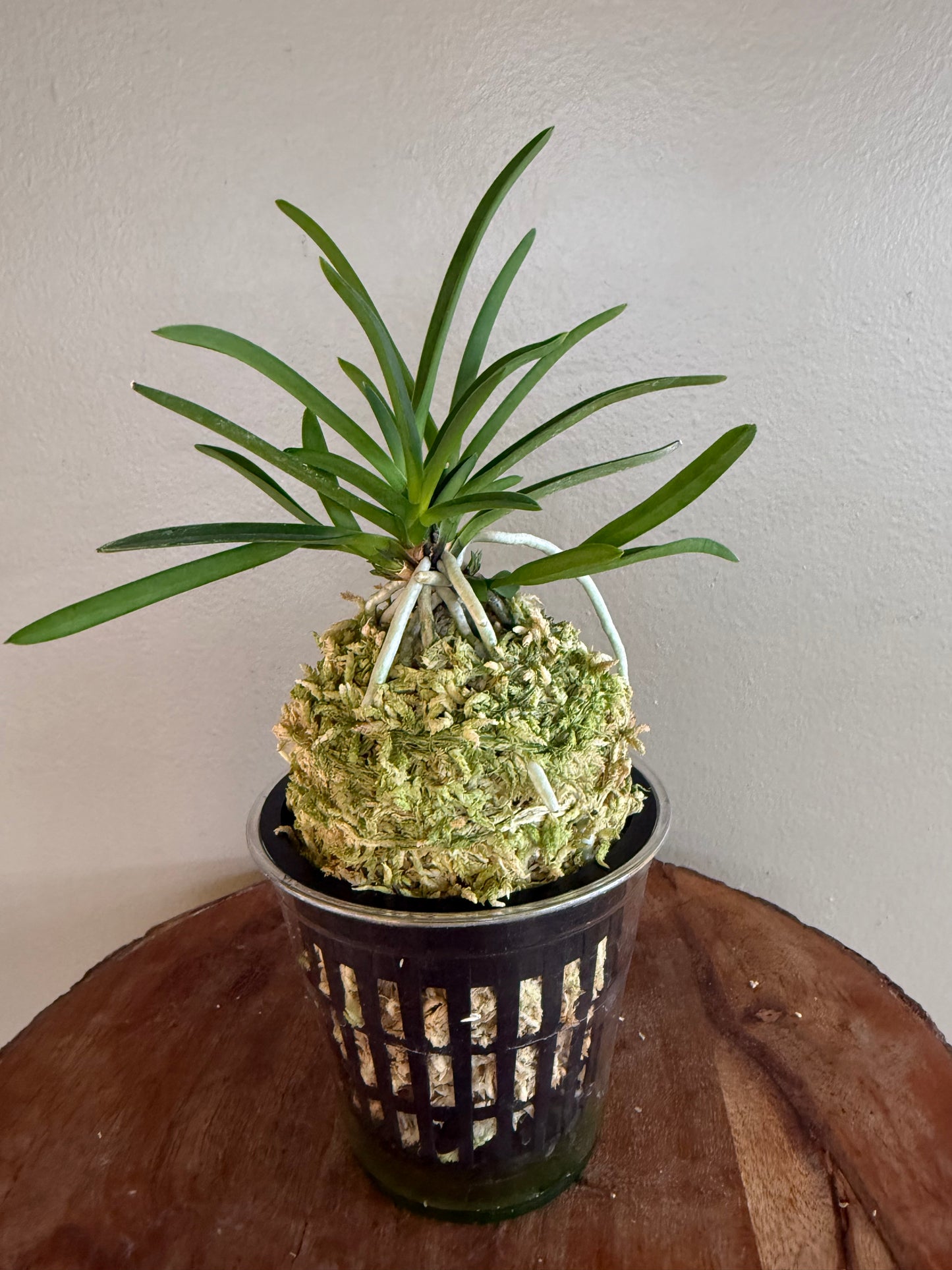 Neofinetia falcata 夕映 Yubae