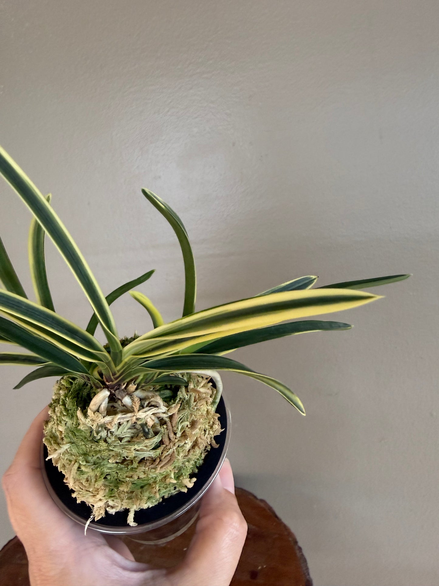 Neofinetia falcata Nishidemiyako 西出都