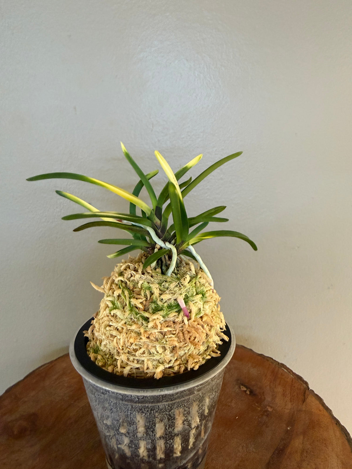 Neofinetia falcata Hokage 火影