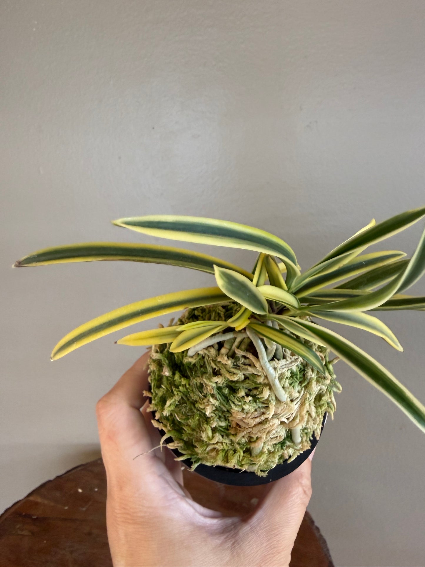 Neofinetia falcata Kotou Fukurin 湖東覆輪