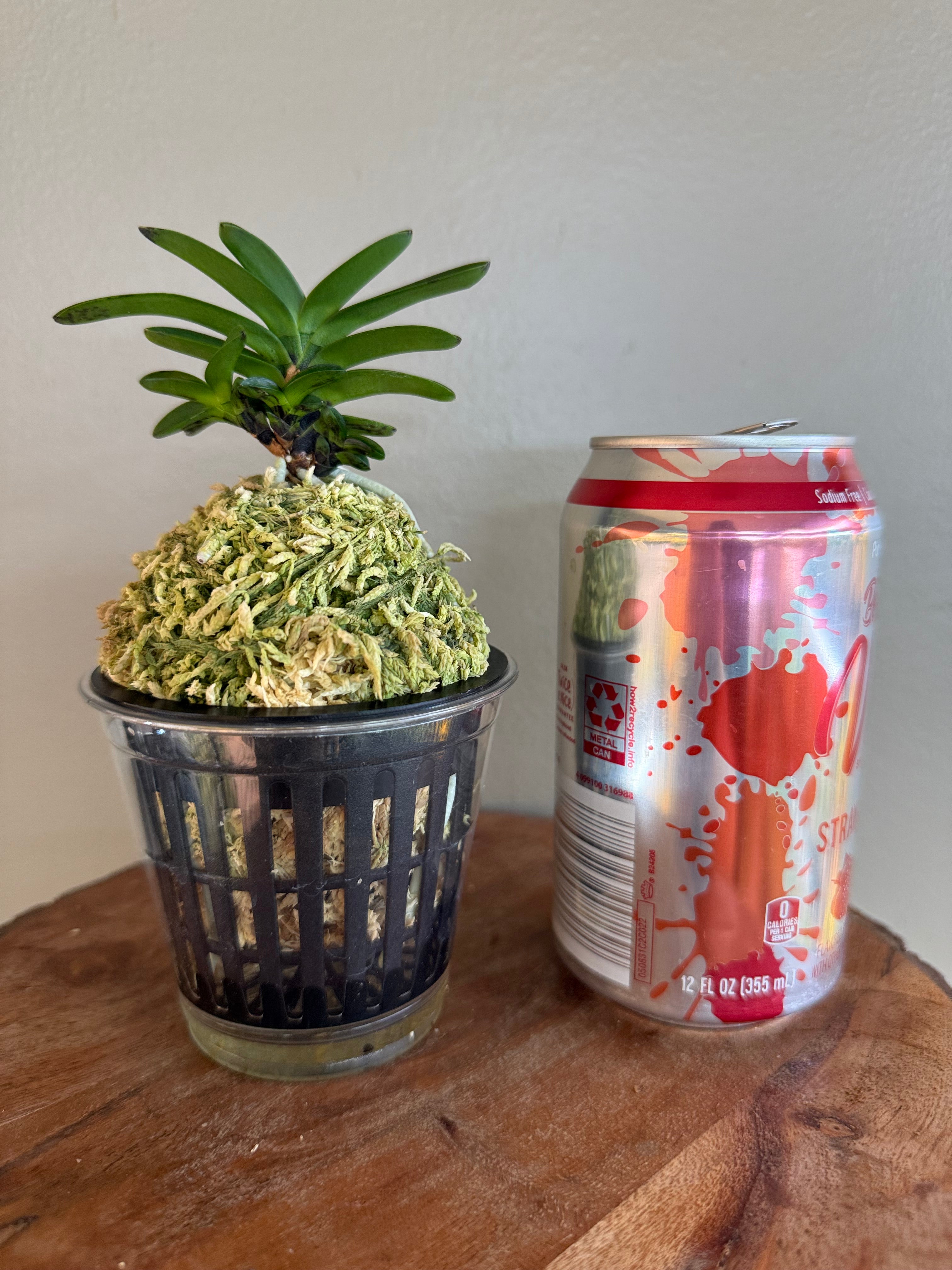 Neofinetia falcata Geumo (Kurohyo）金烏 (jp 黑豹） – Helen's