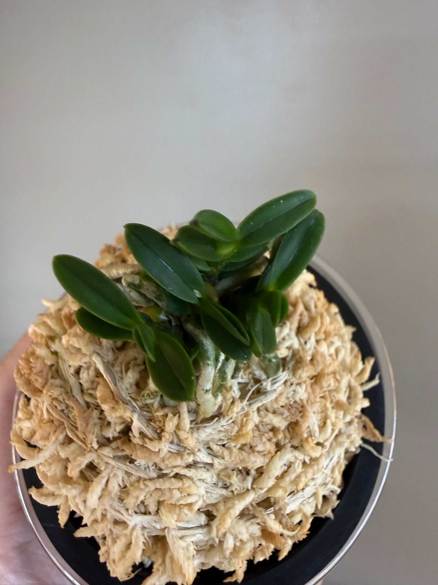 Neofinetia falcata Kuroshinju 黒真珠