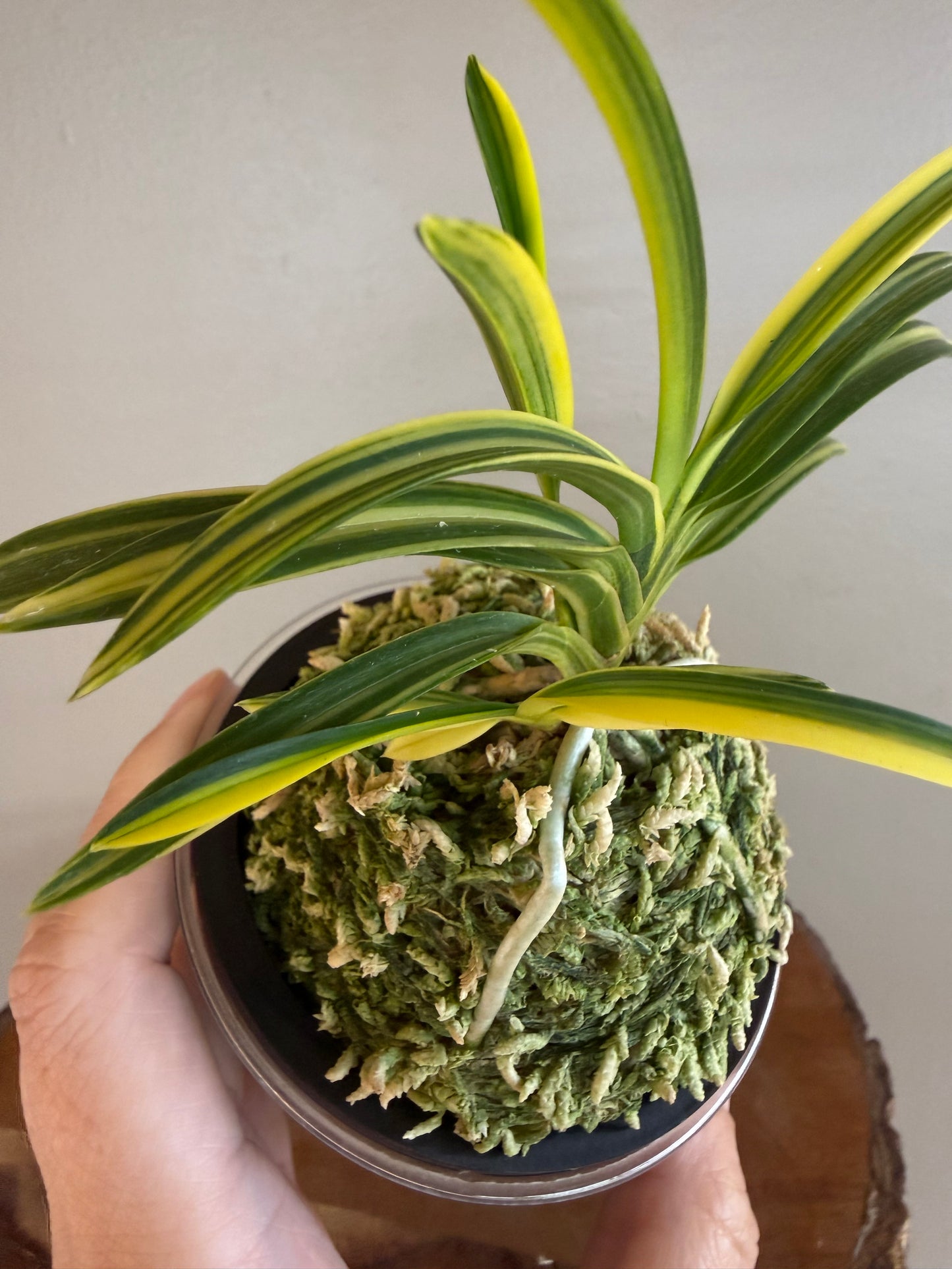 Neofinetia falcata Seio Nishiki 青王錦