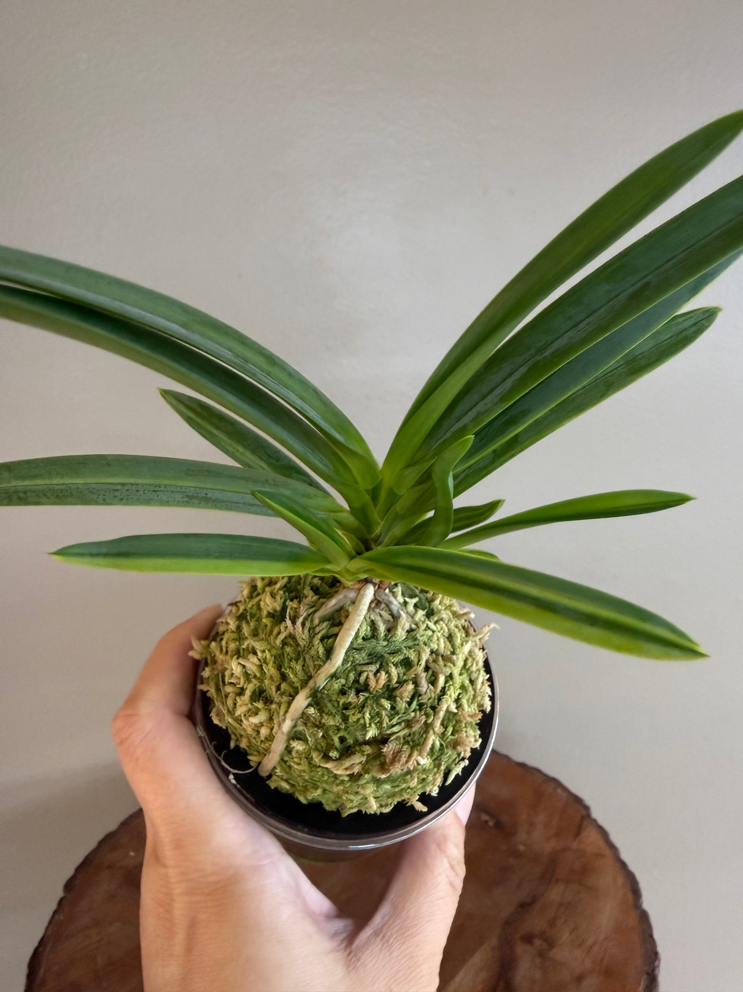 Neofinetia falcata Misukage 御簾影
