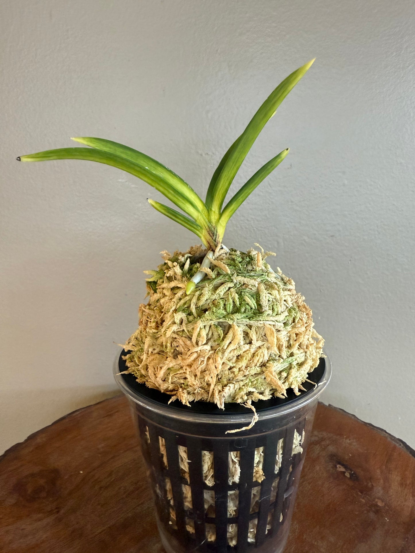 Neofinetia falcata Oboroduki 朧月