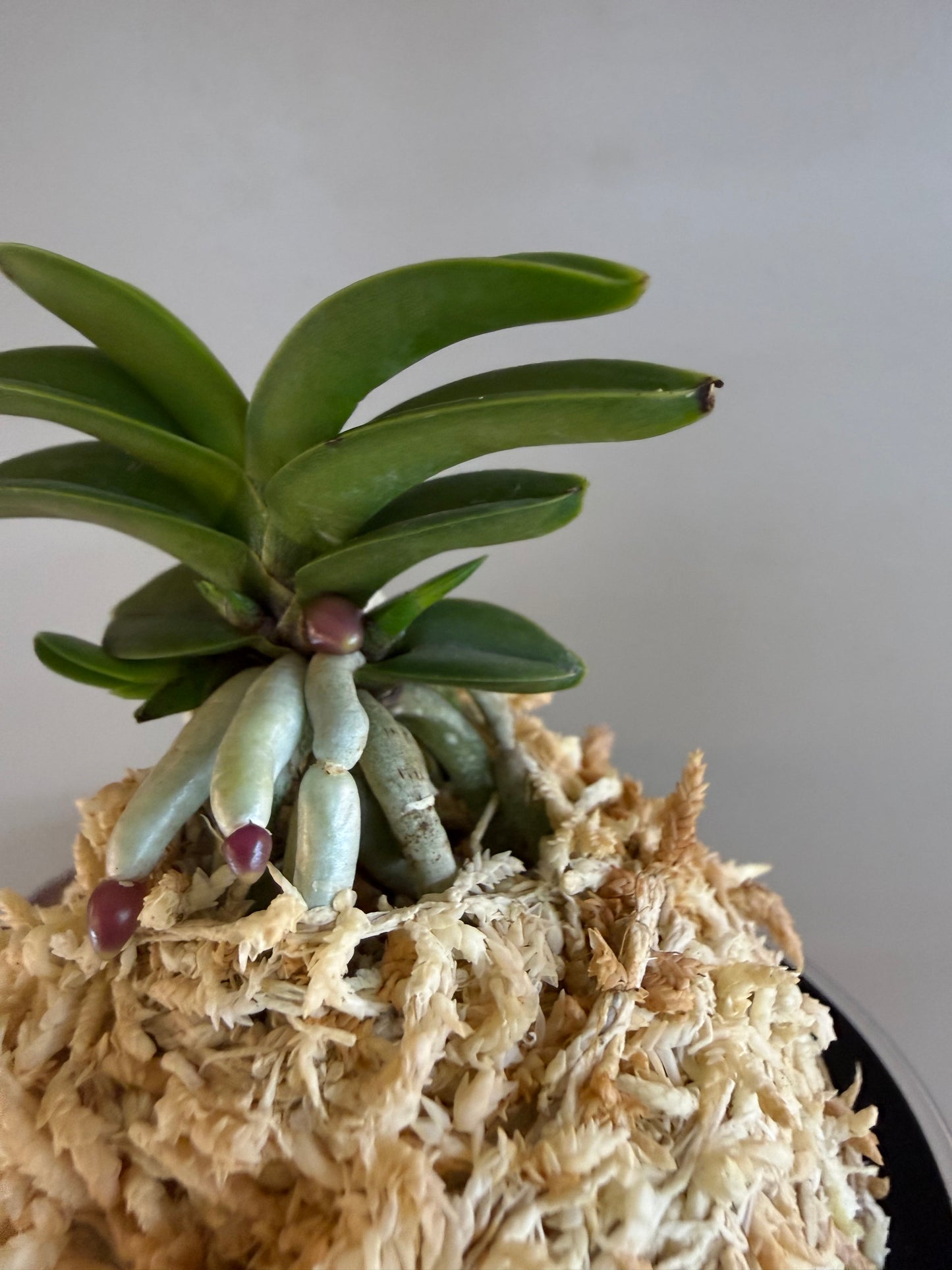 Neofinetia falcata Janggun 將軍