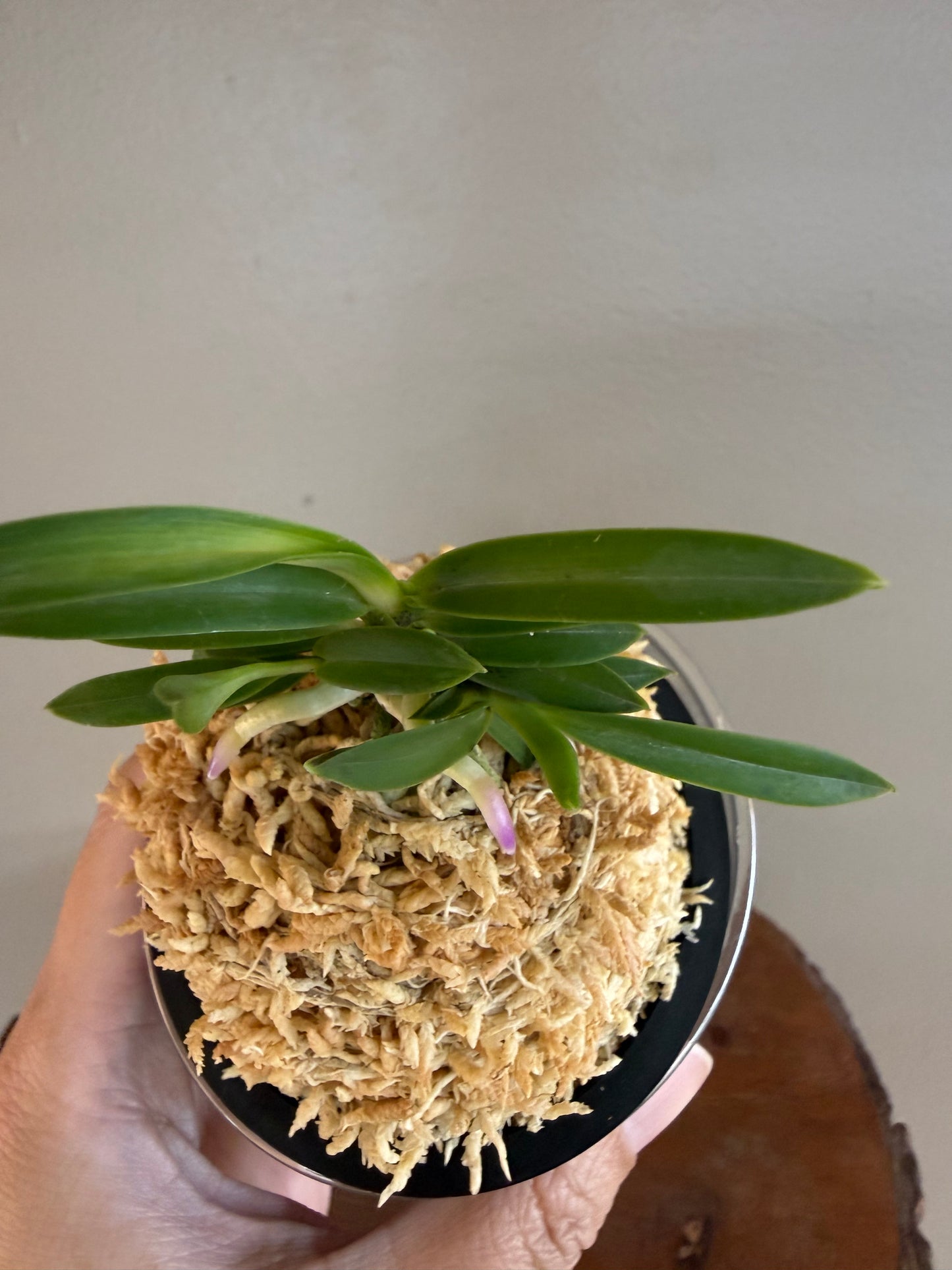 Neofinetia falcata Homeiden 豊明殿