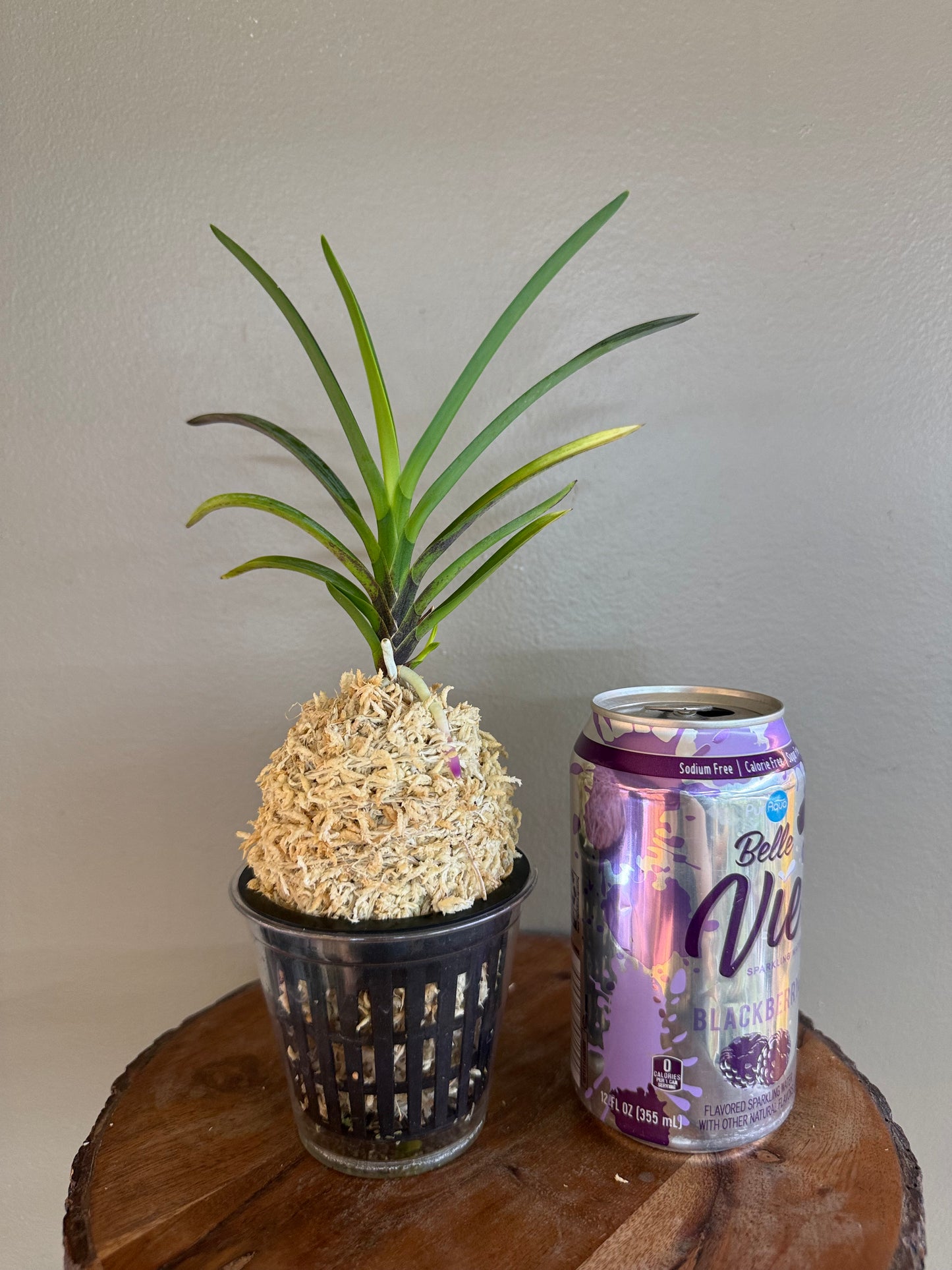 Neofinetia falcata Honggibo (Koukitakara) 紅奇寶