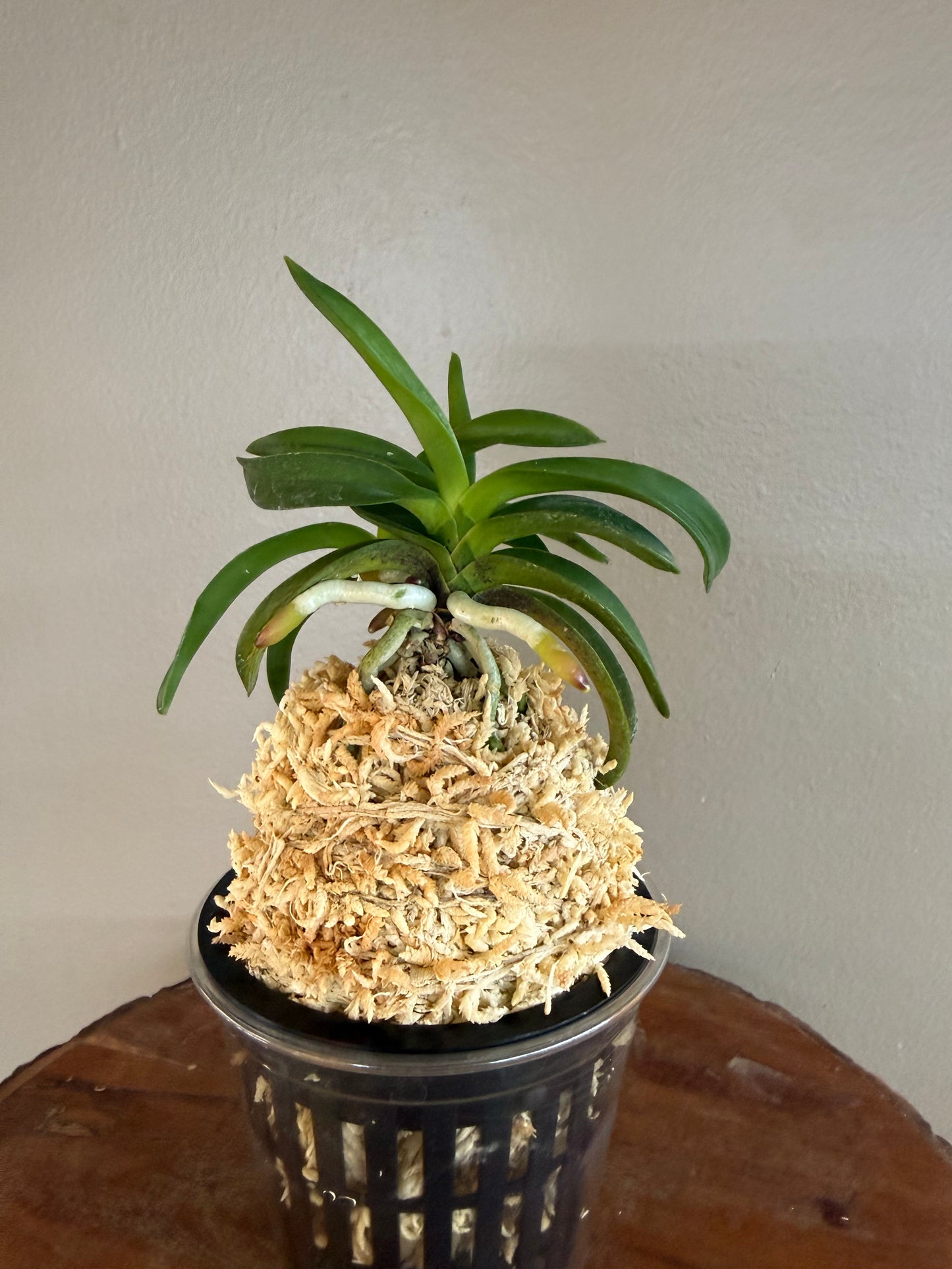 Neofinetia falcata Daepunghae (Onamiseikai Benikaedae) 大楓海