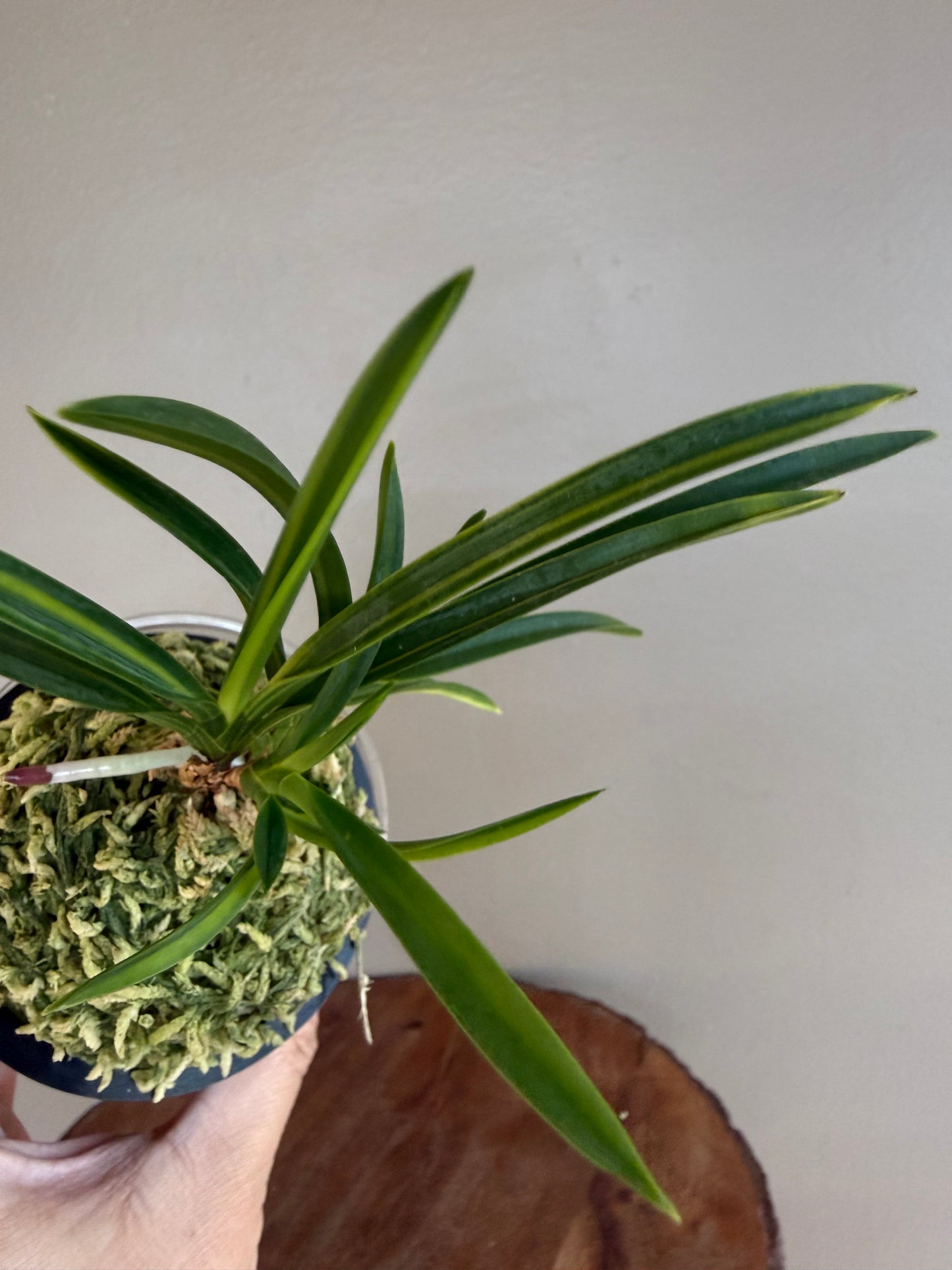 Neofinetia falcata Asahiden 朝日殿