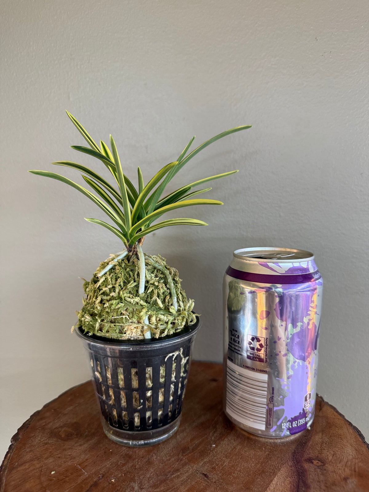 Neofinetia falcata Suruga Fukurin 駿河覆輪