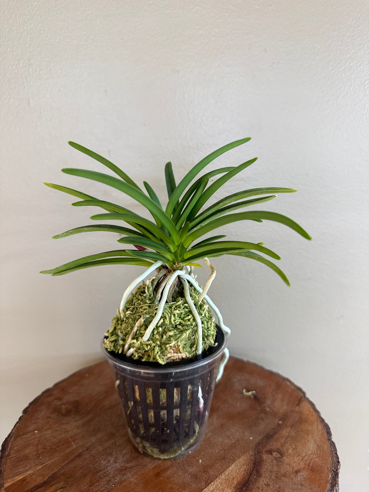 Neofinetia falcata Wonhong 元紅