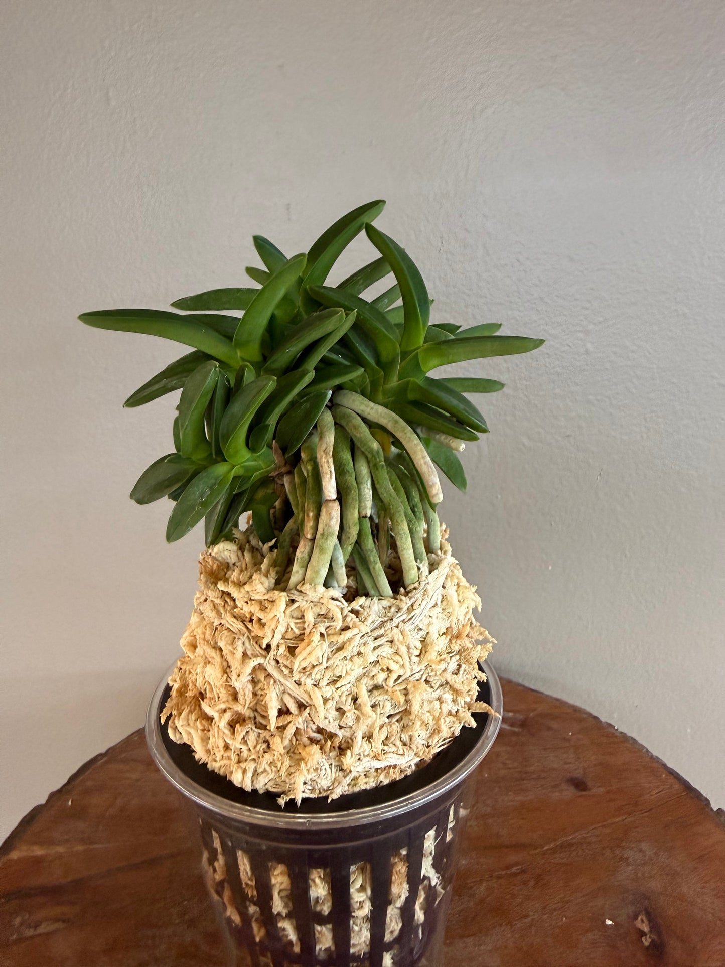 Neofinetia falcata Pungwolsan 豊月山