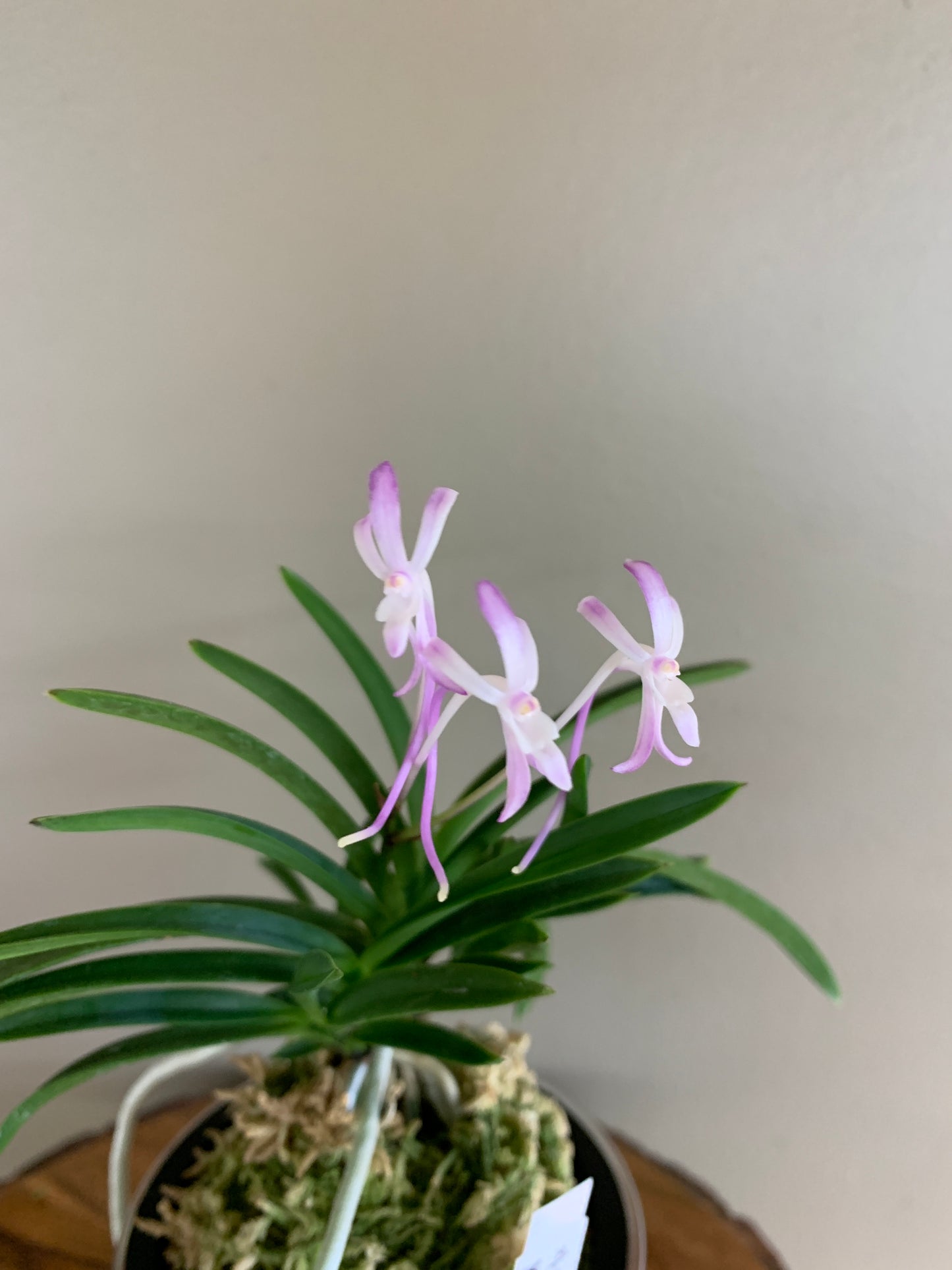 Neofinetia falcata Murasakitaishi 紫大師