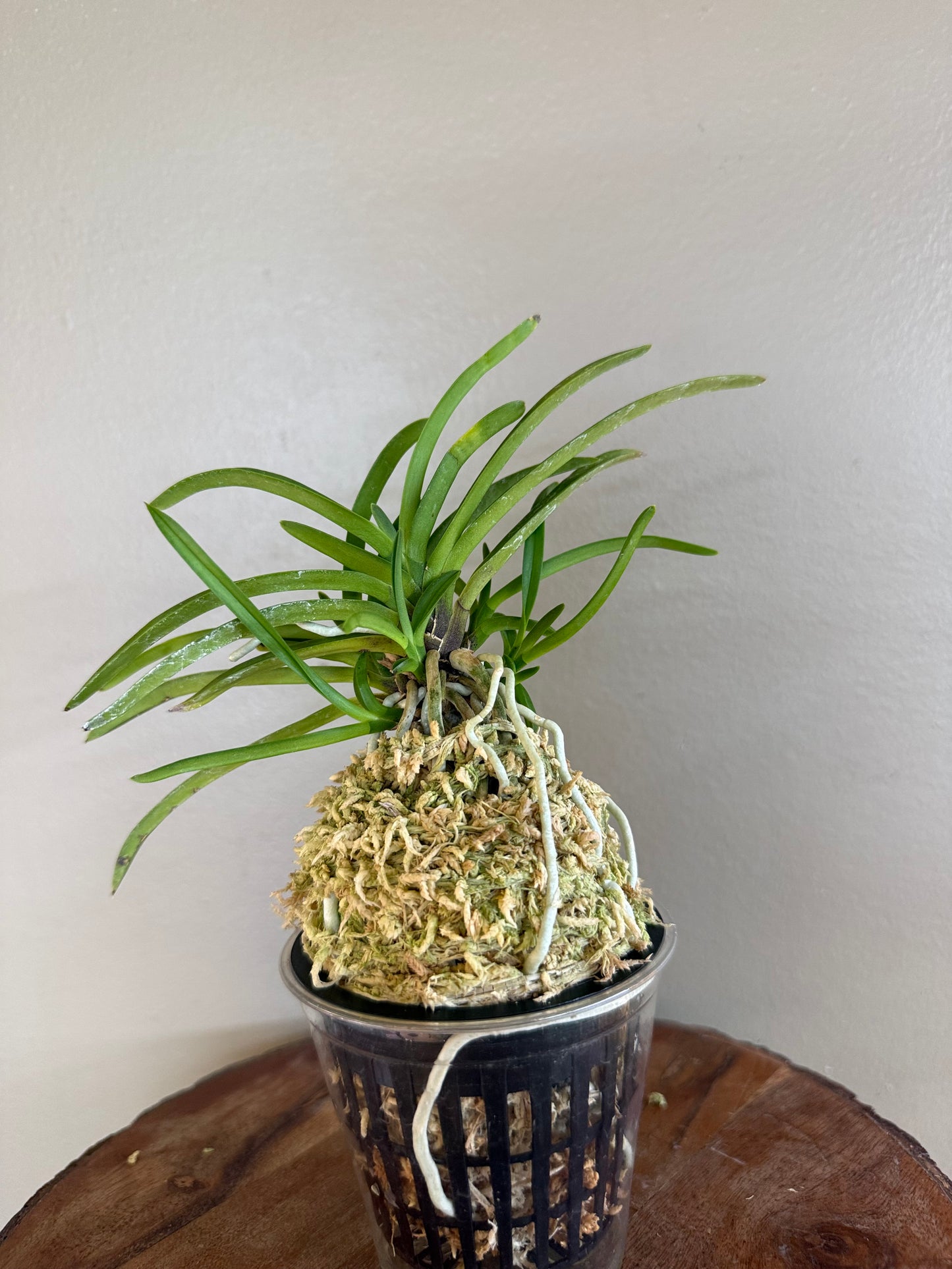 Neofinetia falcata kobai 紅梅